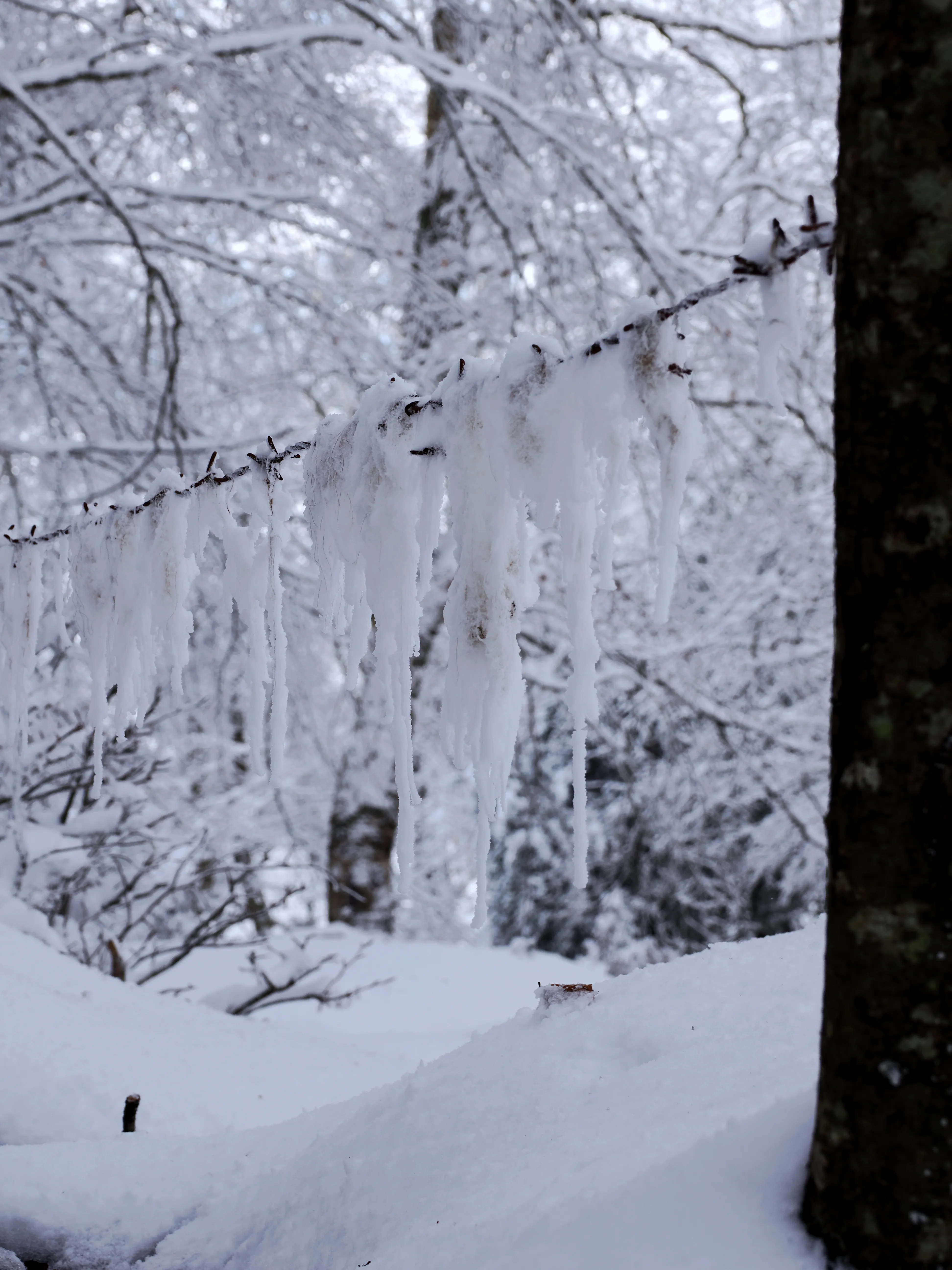 Strati di neve e libertà