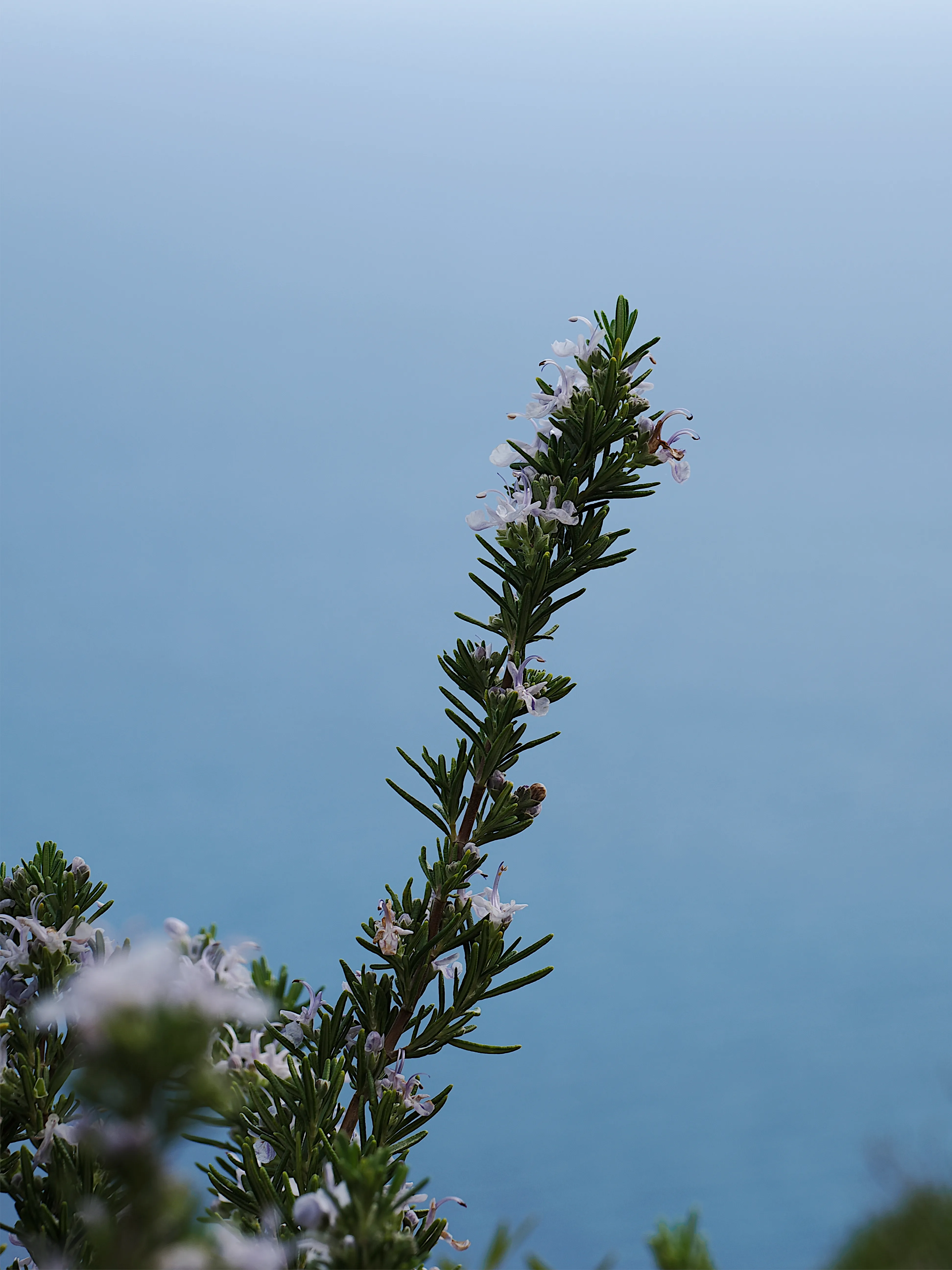 Respiro fiorito dell'autunno a Marettimo. Fotografia del sentire