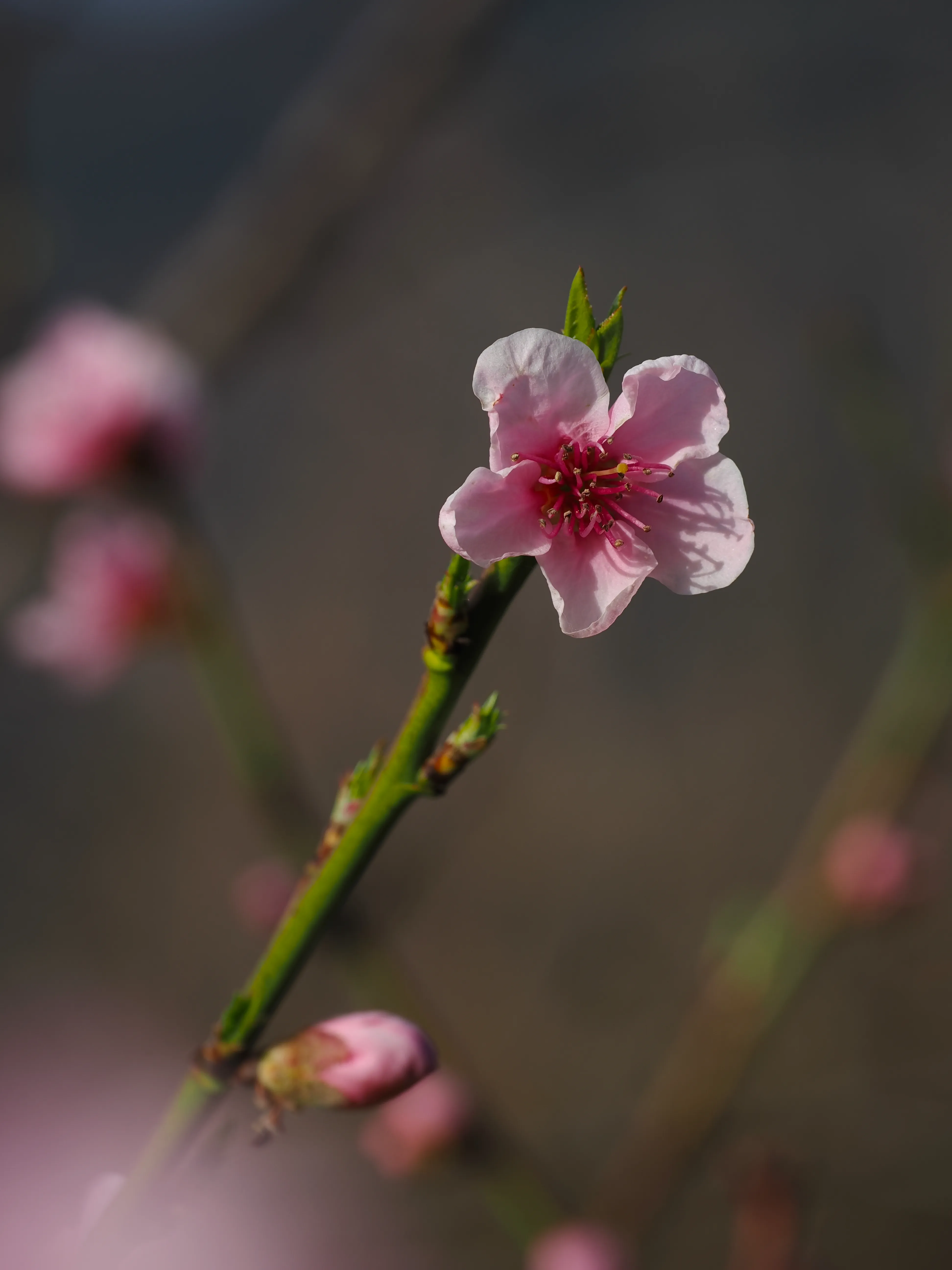 La primavera è voluttuosa