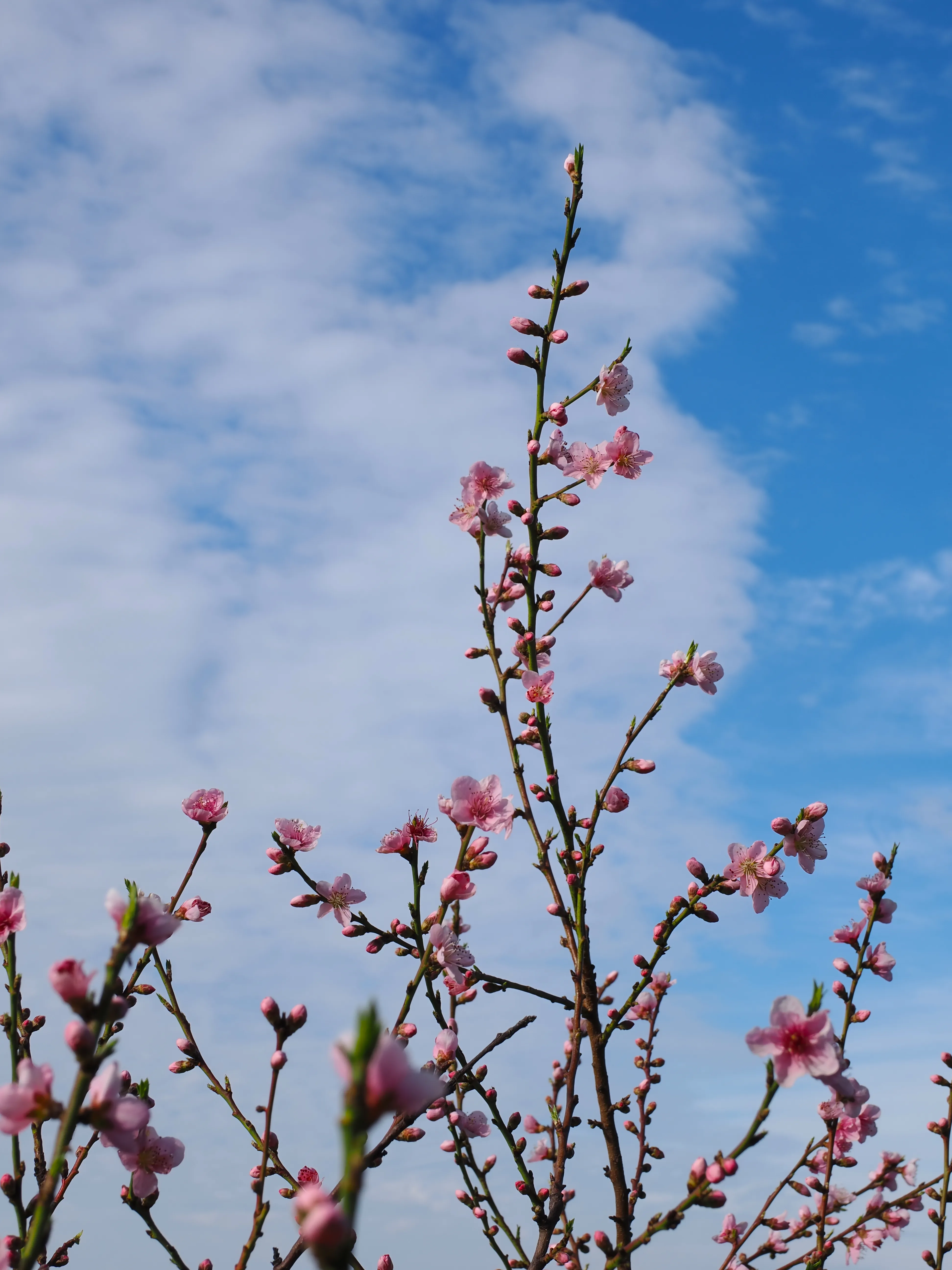 La primavera è voluttuosa