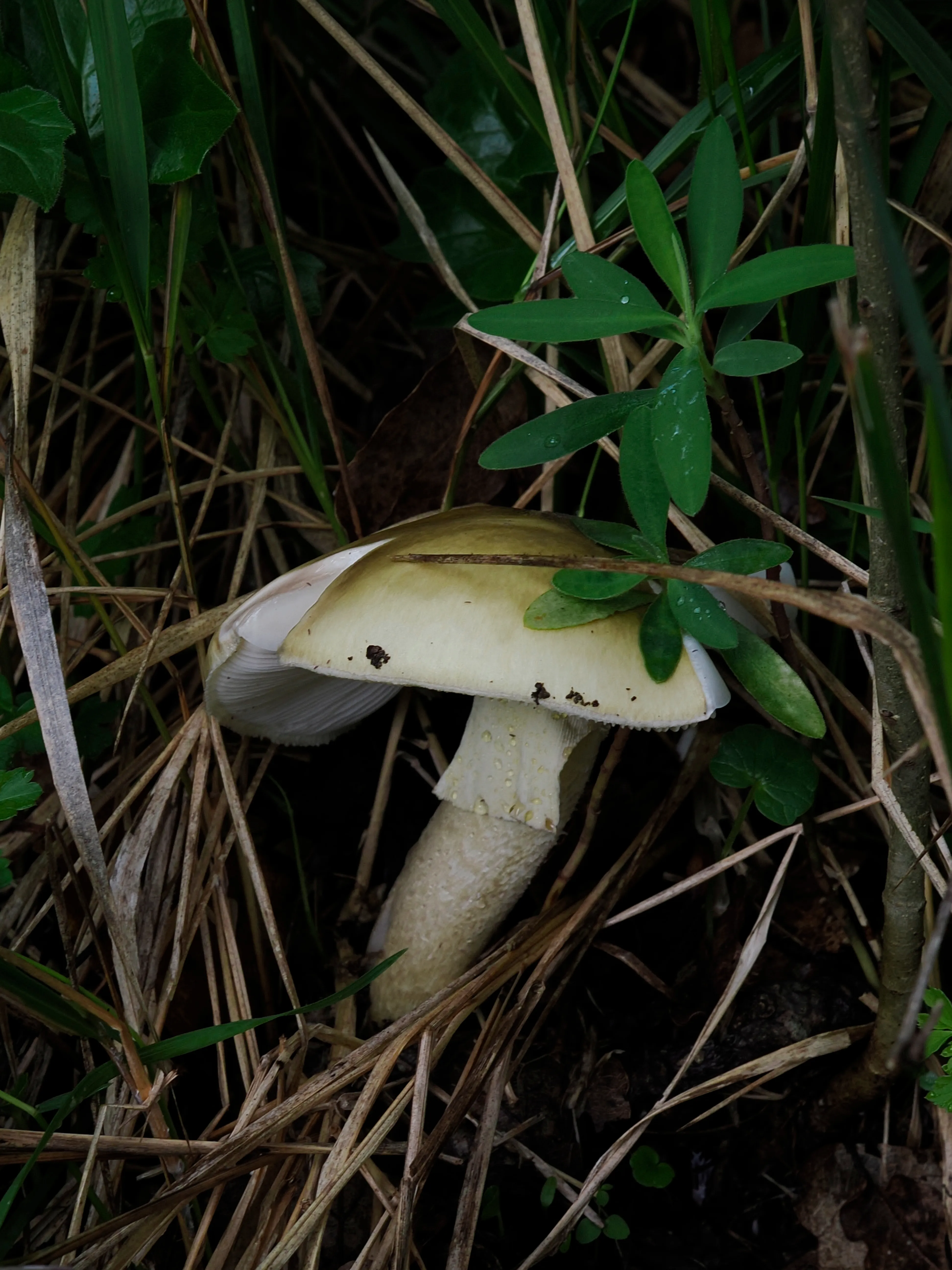 Nel bosco di cerri. La natura che insegna e cresce
