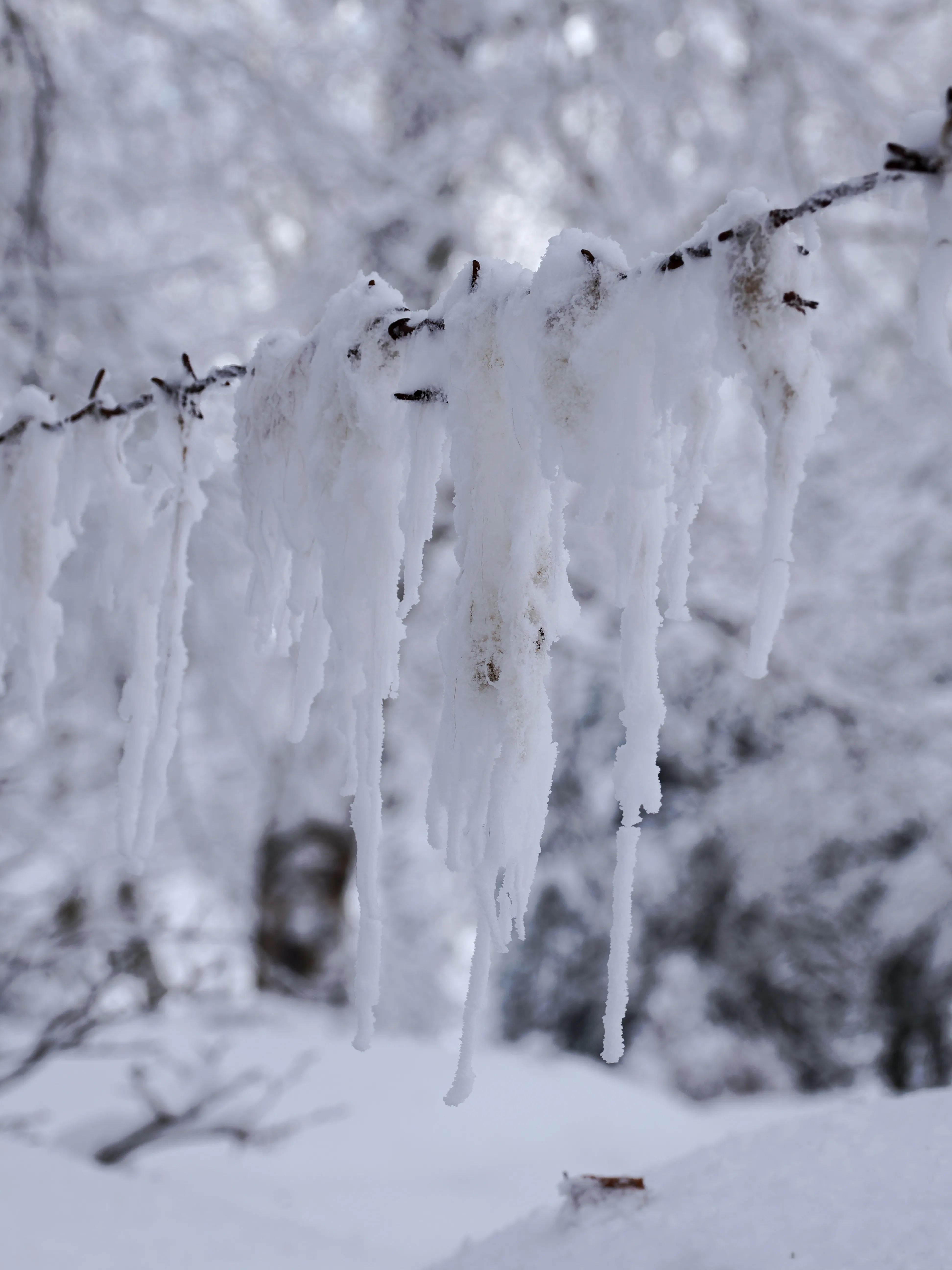 Strati di neve e libertà