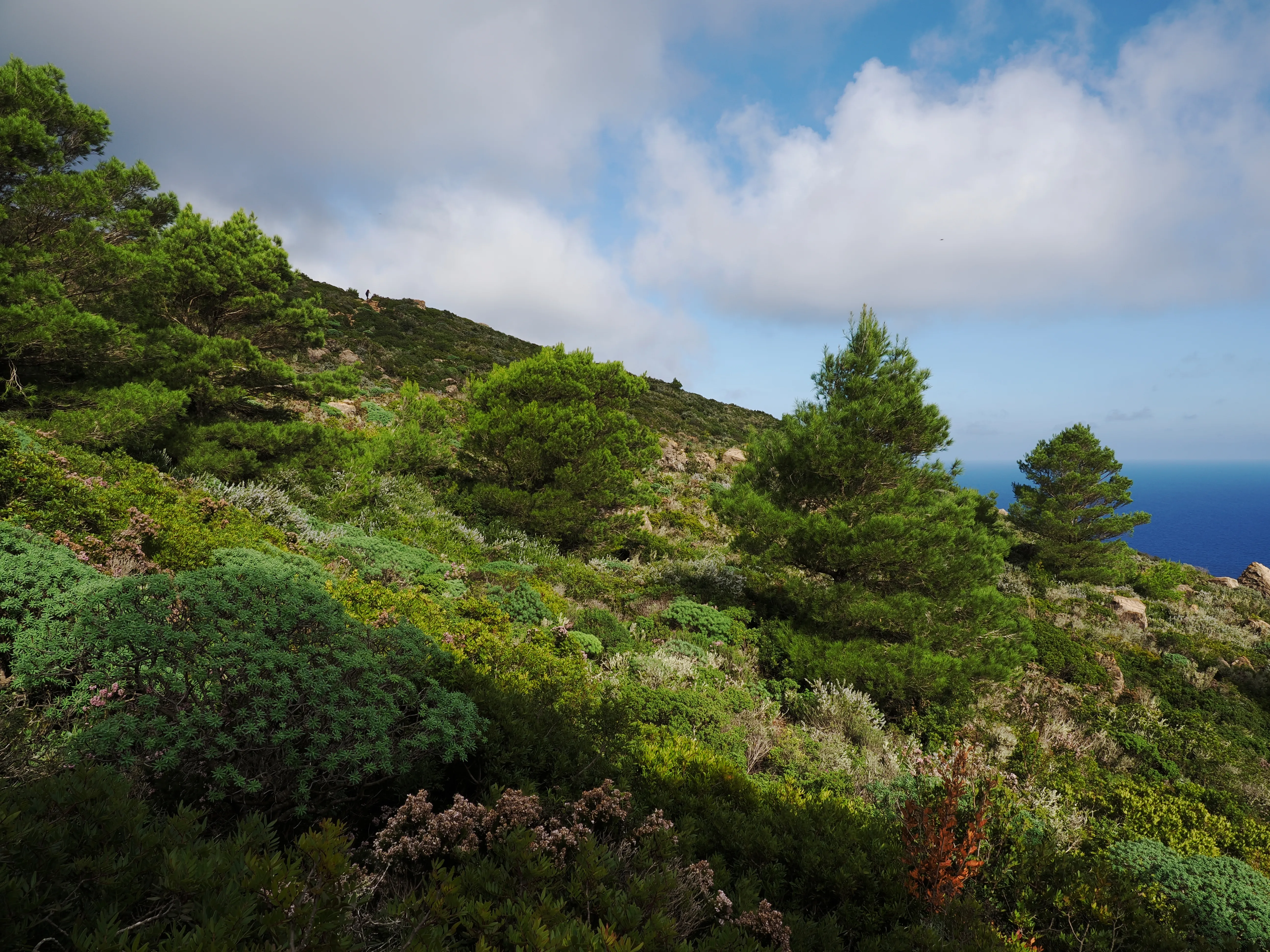 Respiro fiorito dell'autunno a Marettimo. Fotografia del sentire