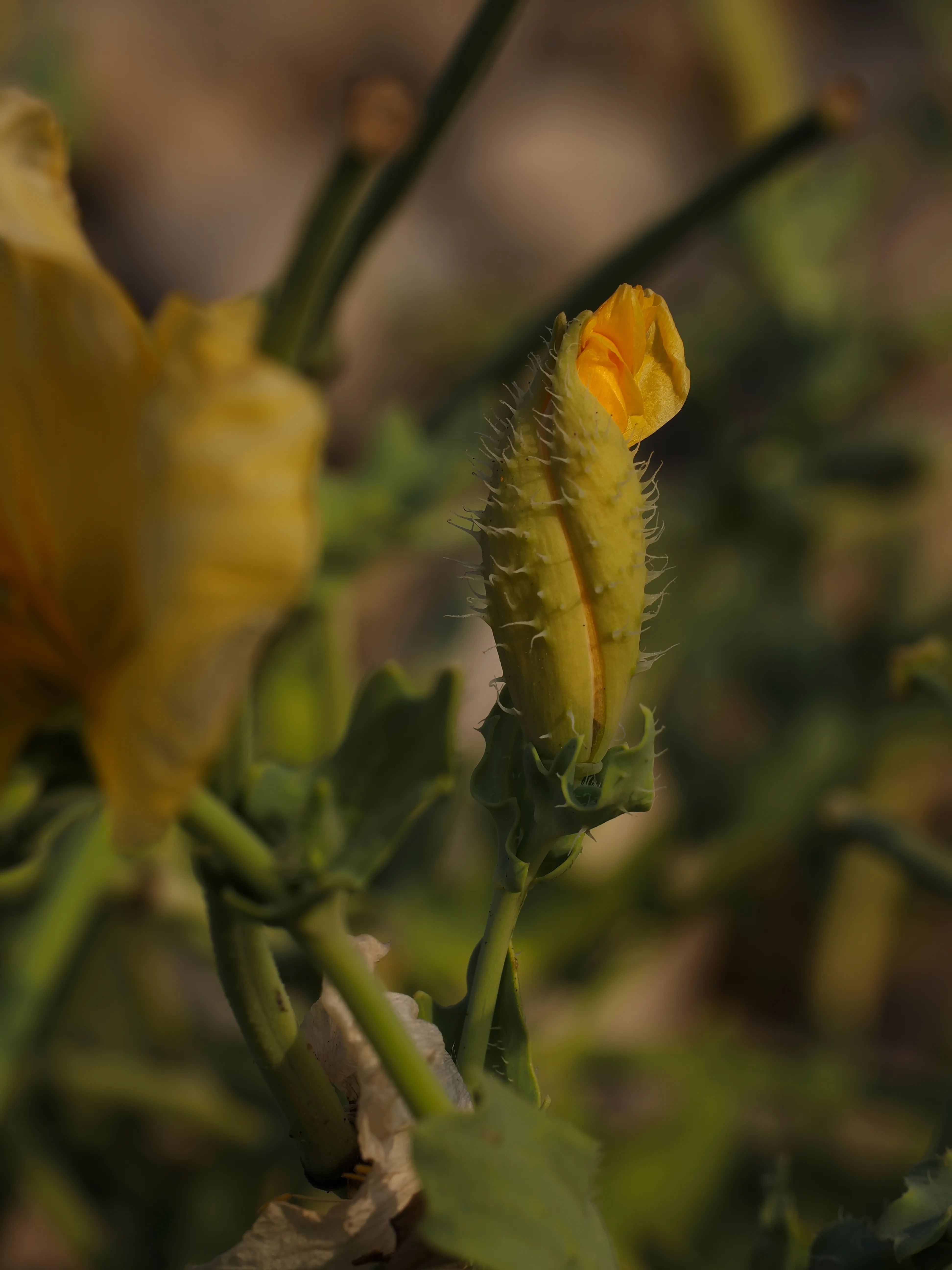 Papavero giallo. Un fiore che abita i margini