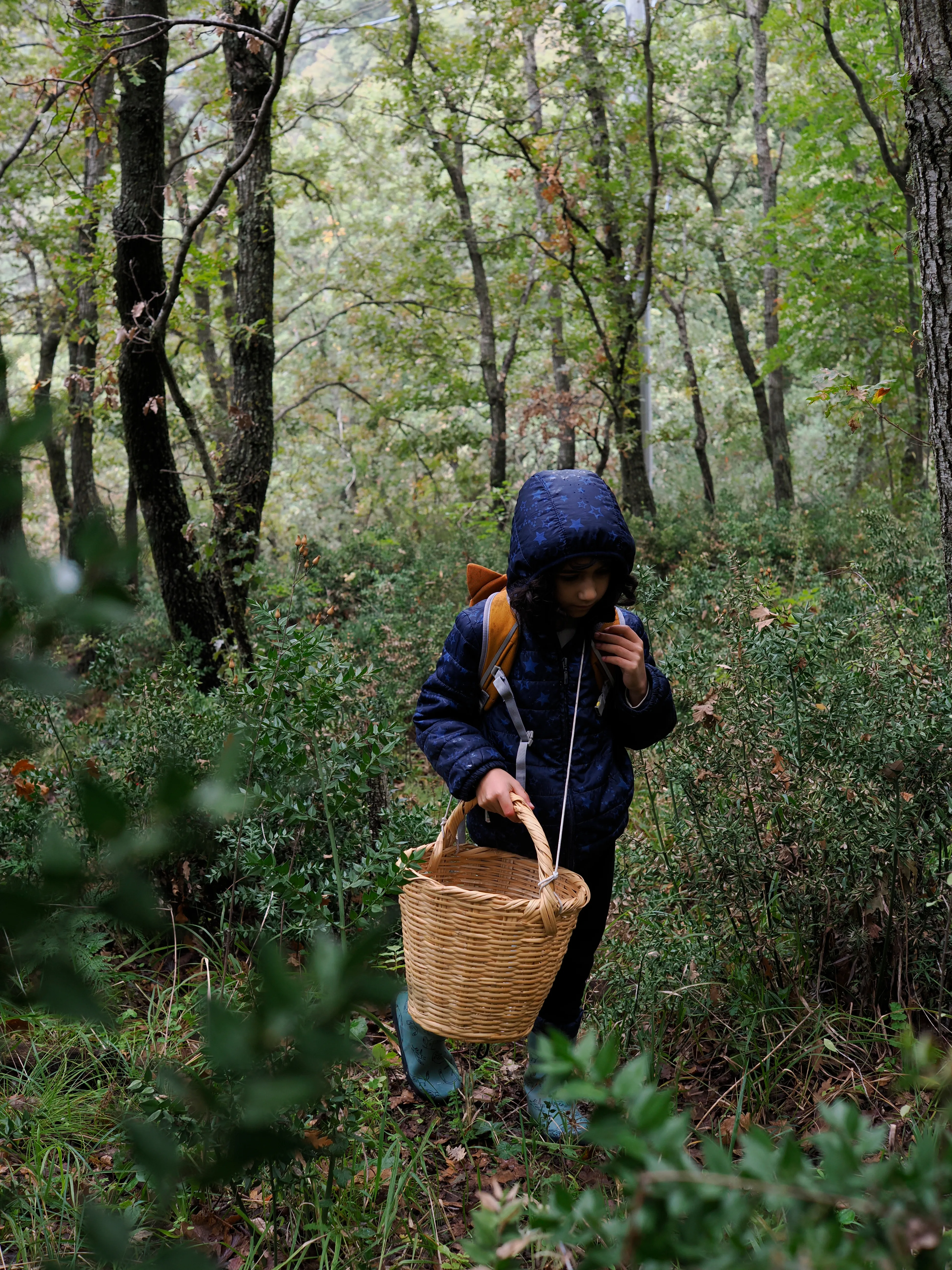 Nel bosco di cerri. La natura che insegna e cresce