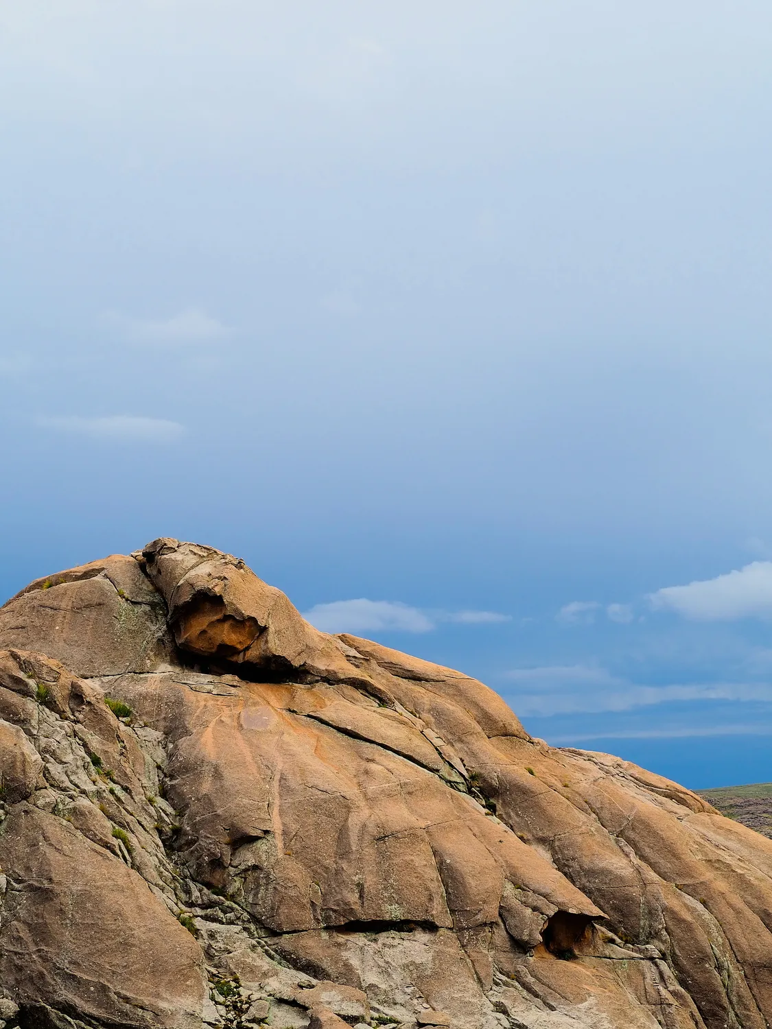 Taruca Pampa | Sierra de Córdoba, Argentina