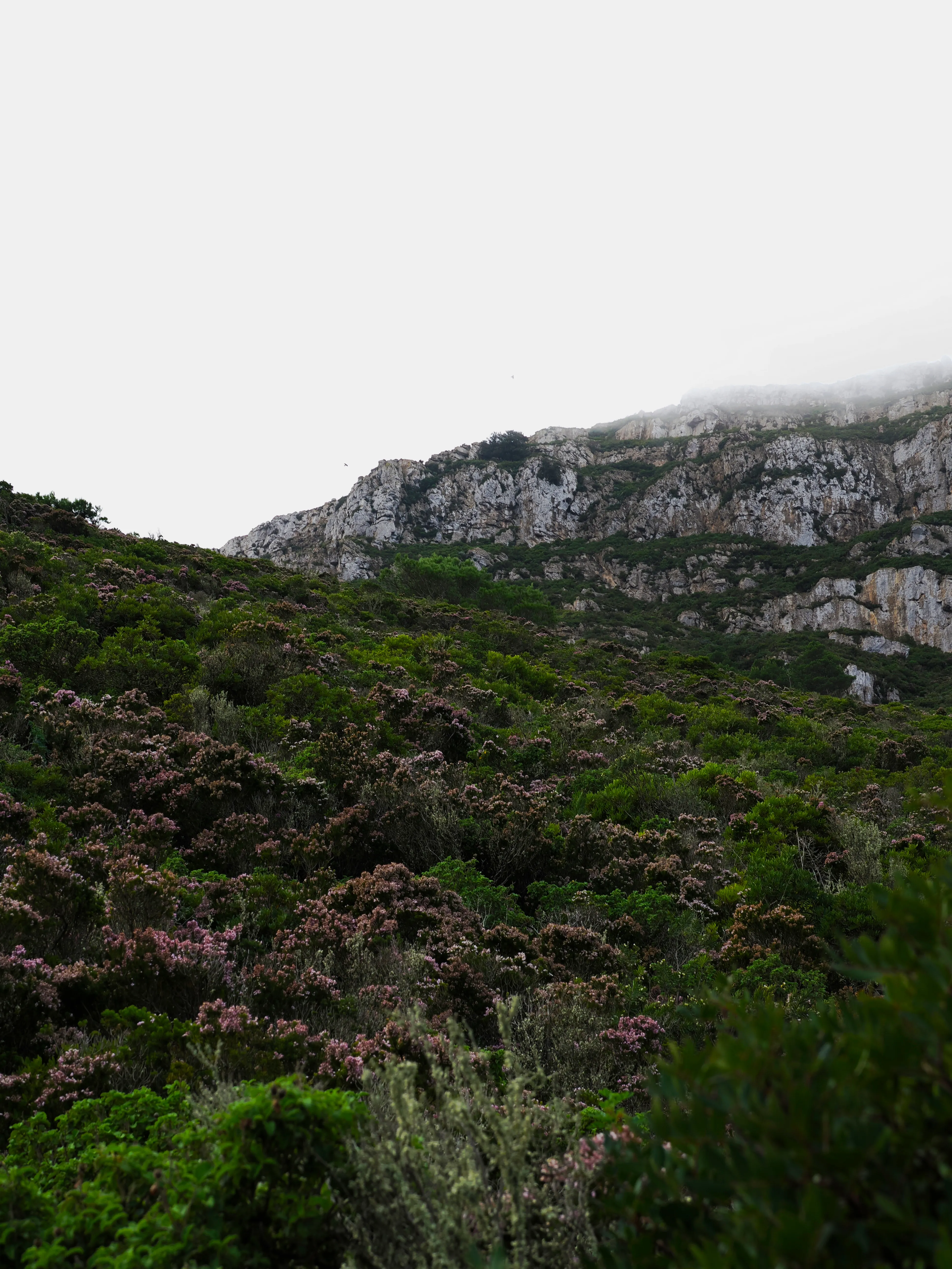 Respiro fiorito dell'autunno a Marettimo. Fotografia del sentire