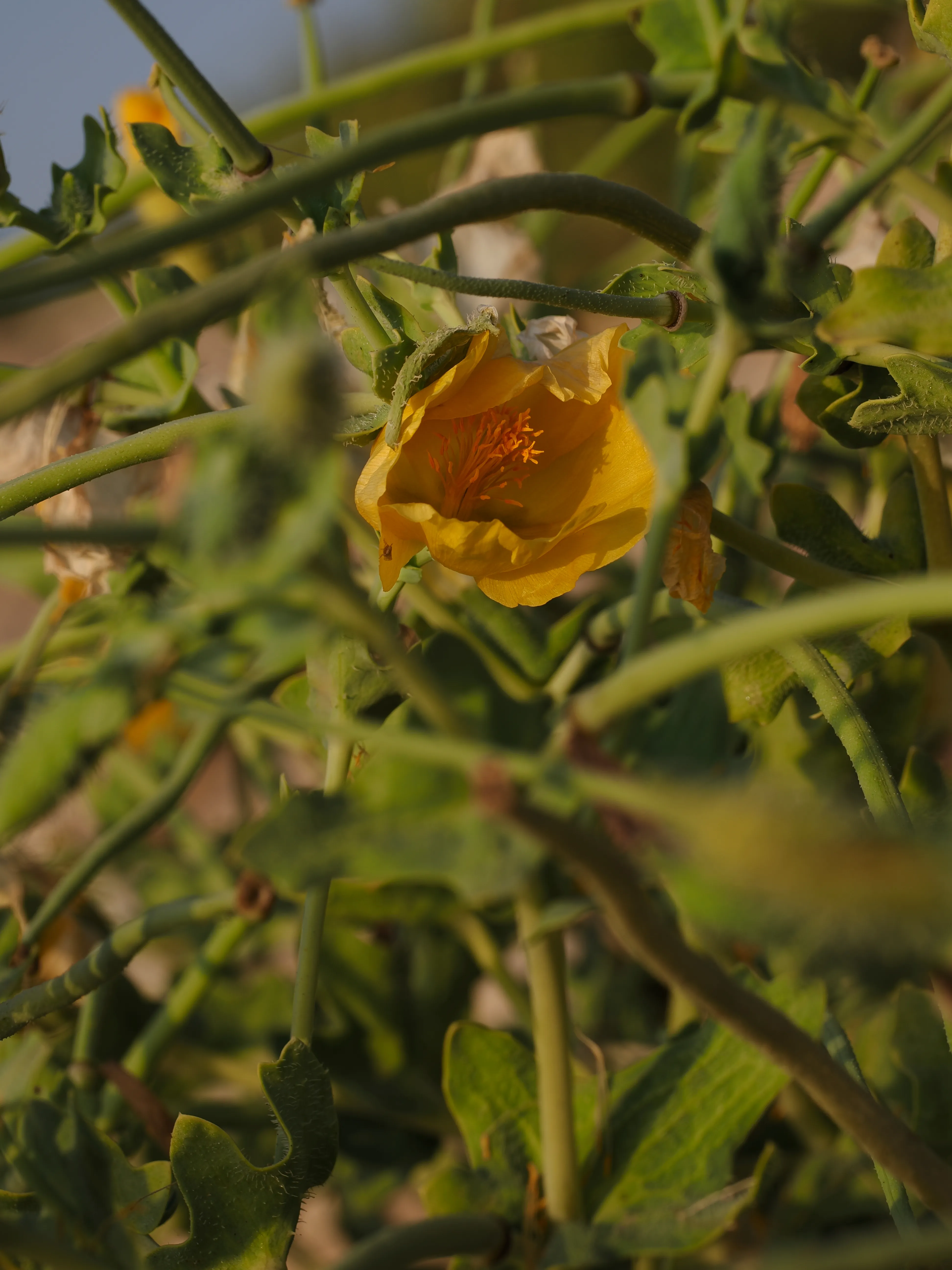 Papavero giallo. Un fiore che abita i margini
