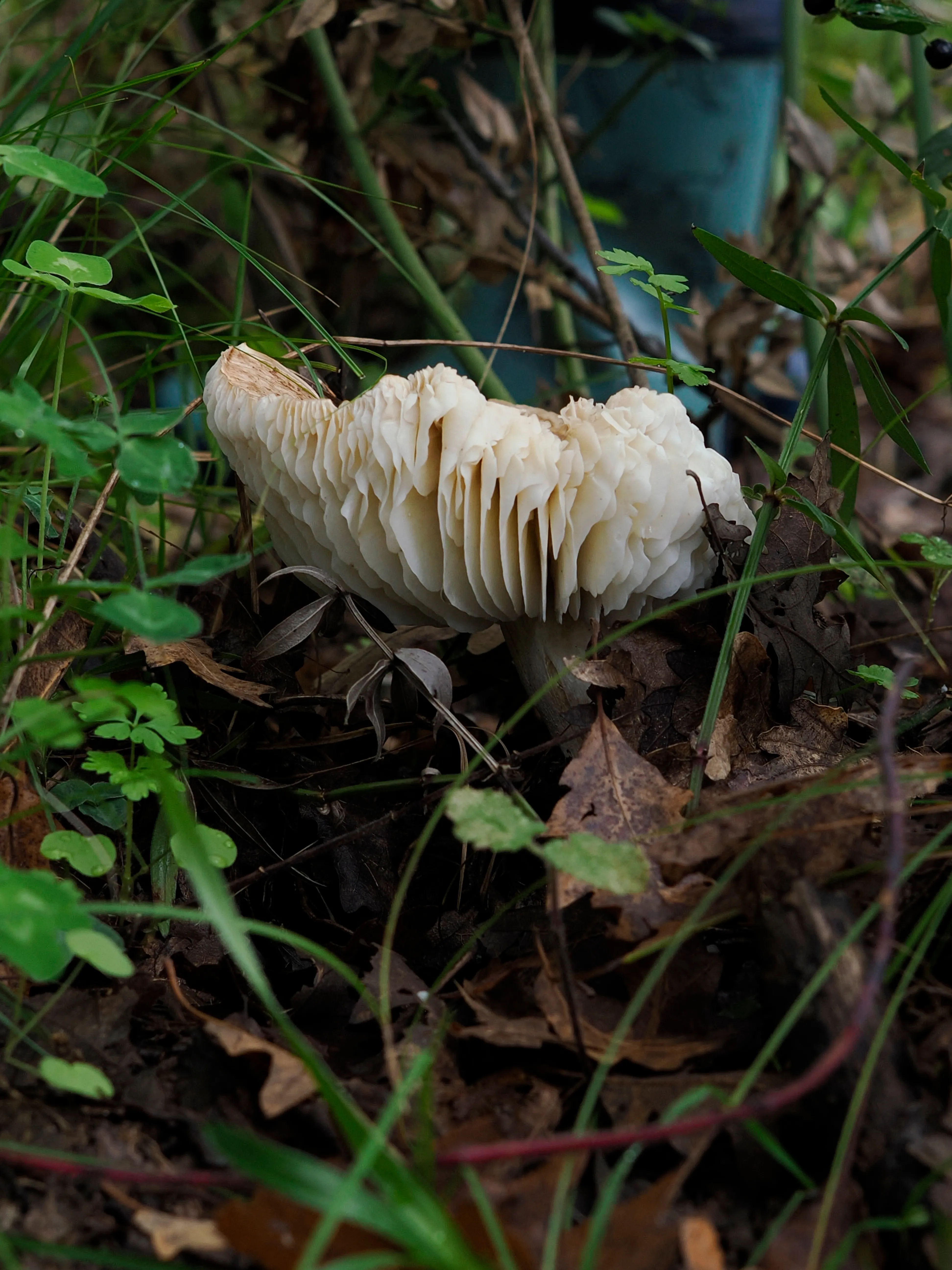 Nel bosco di cerri. La natura che insegna e cresce