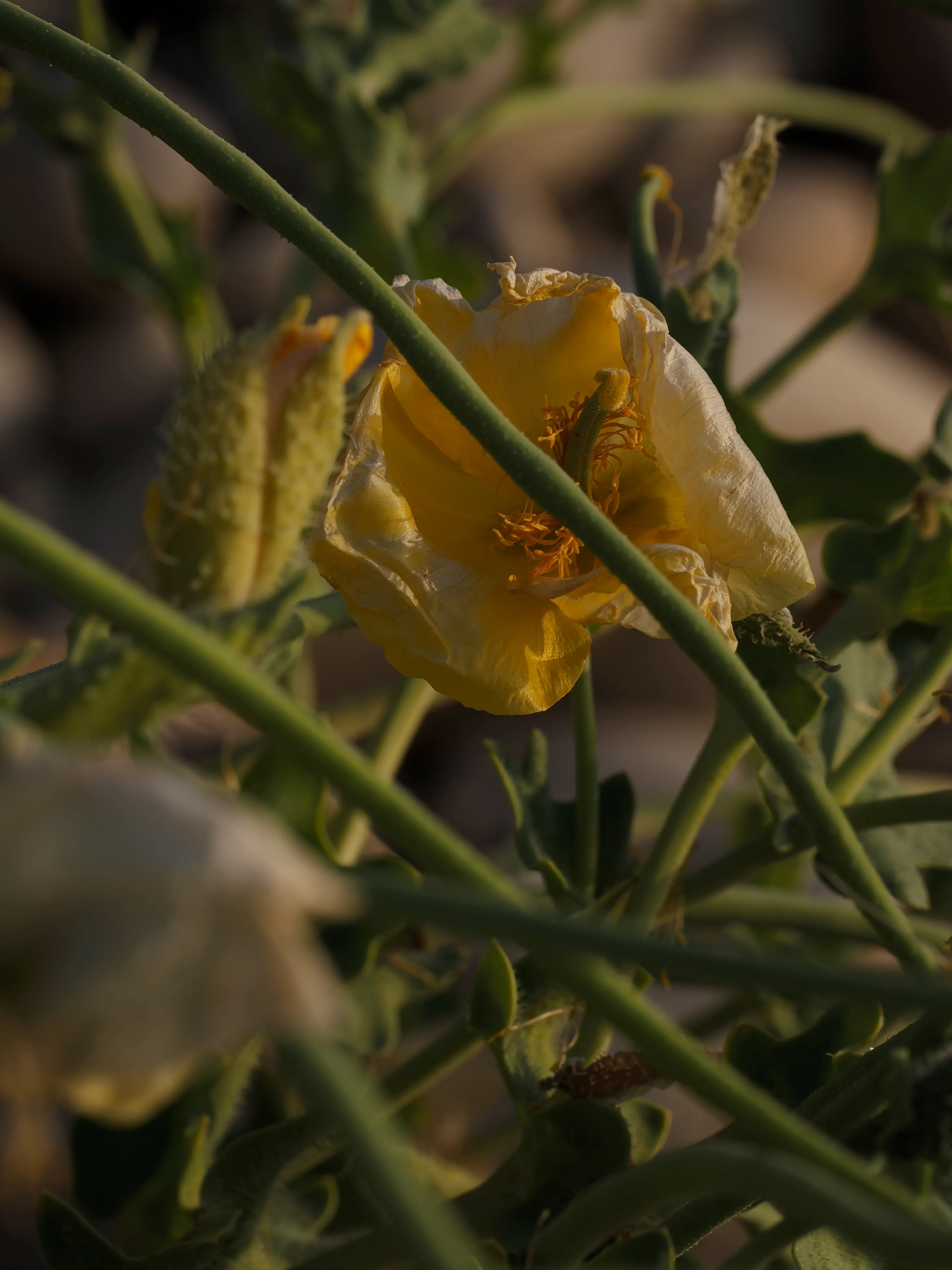 Papavero giallo. Un fiore che abita i margini