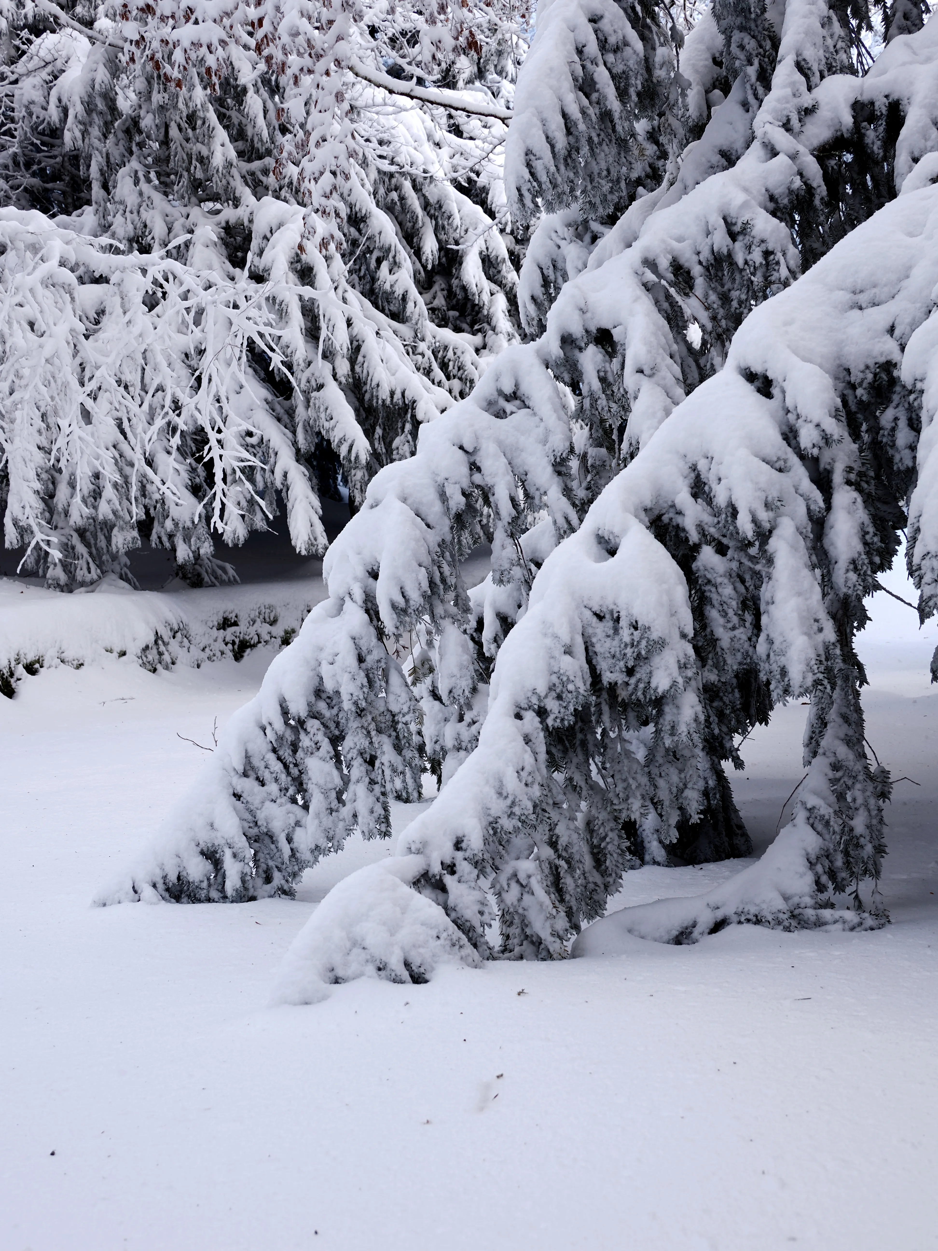 Strati di neve e libertà