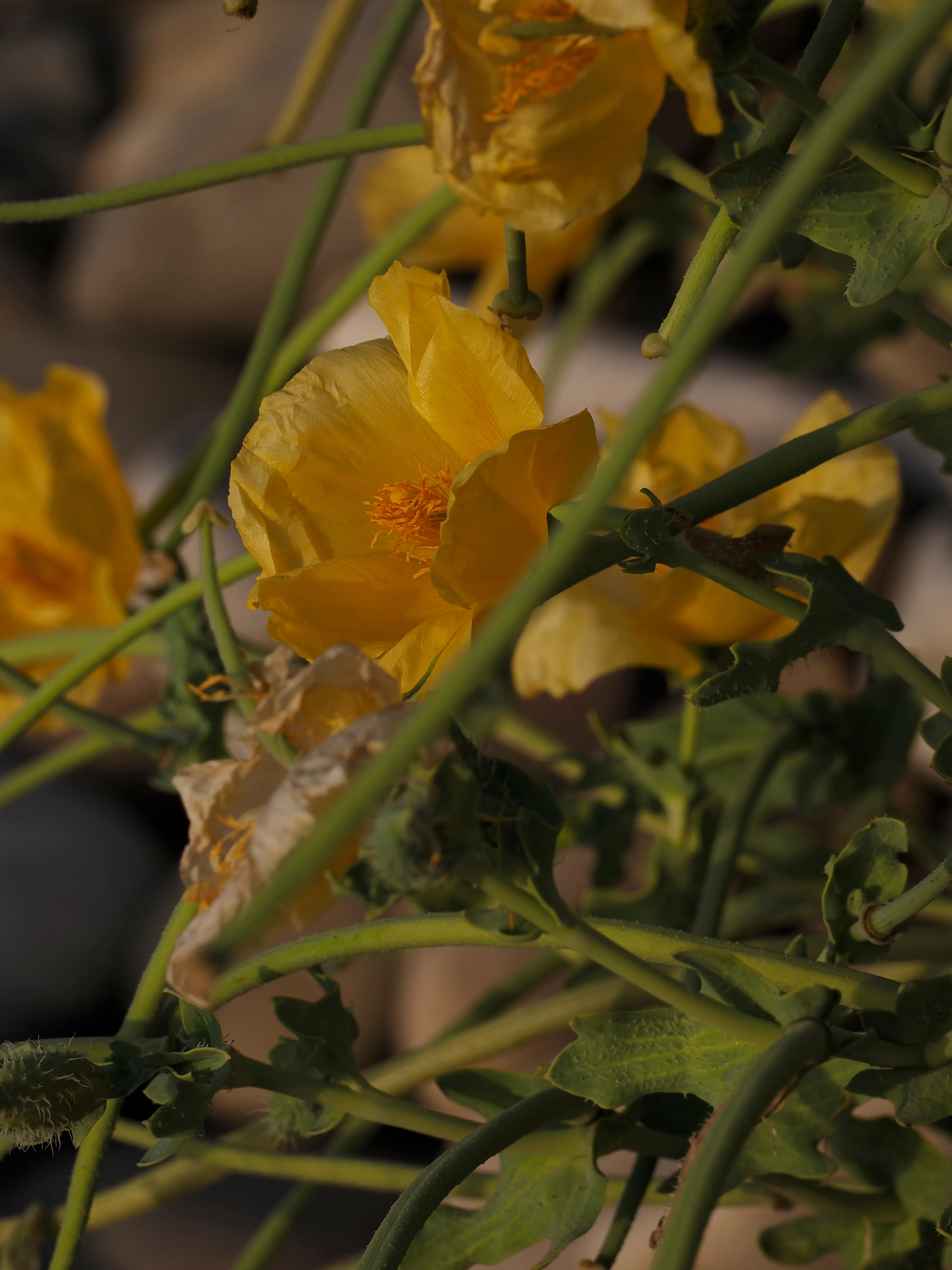 Papavero giallo. Un fiore che abita i margini