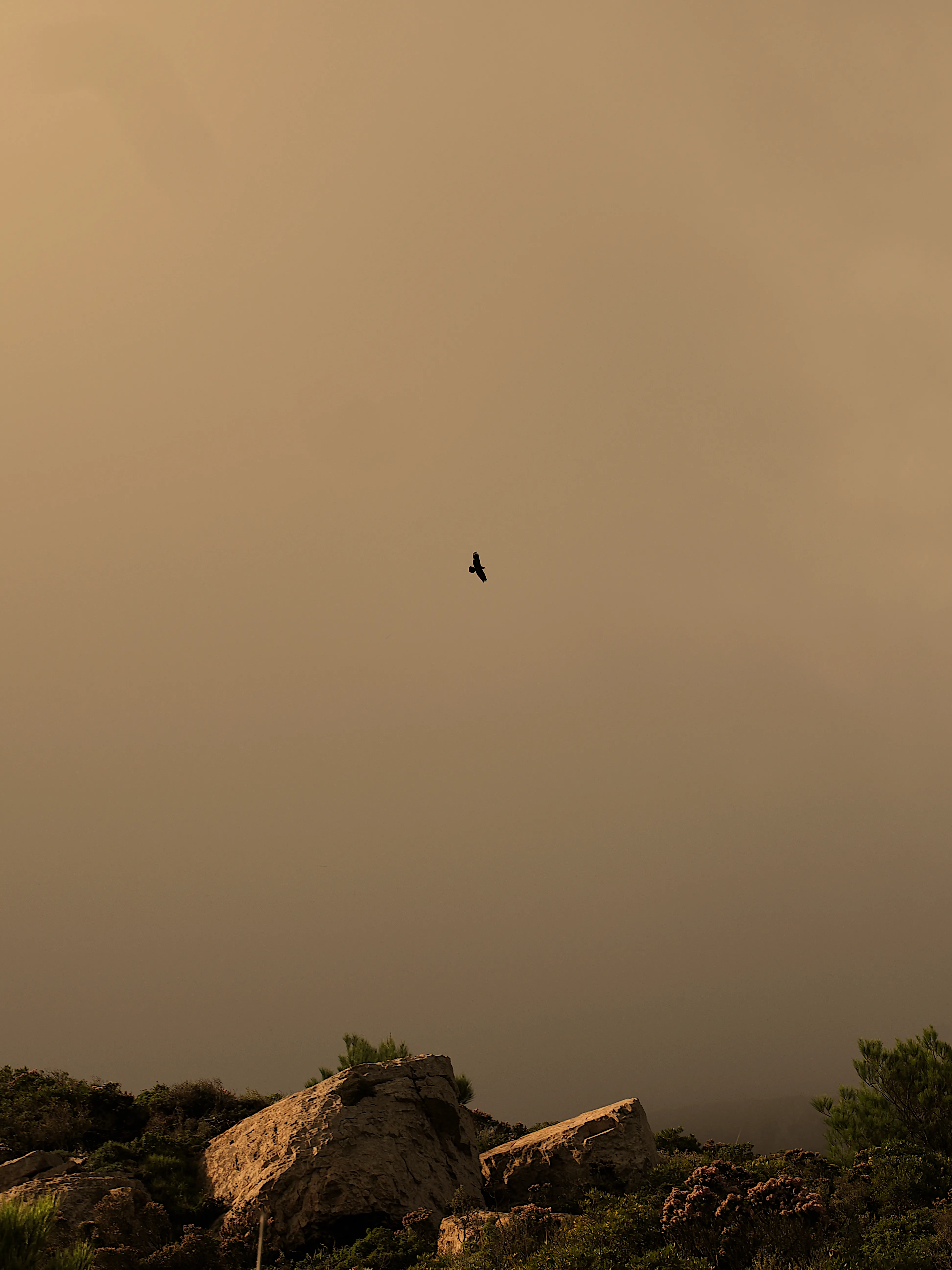 Respiro fiorito dell'autunno a Marettimo. Fotografia del sentire