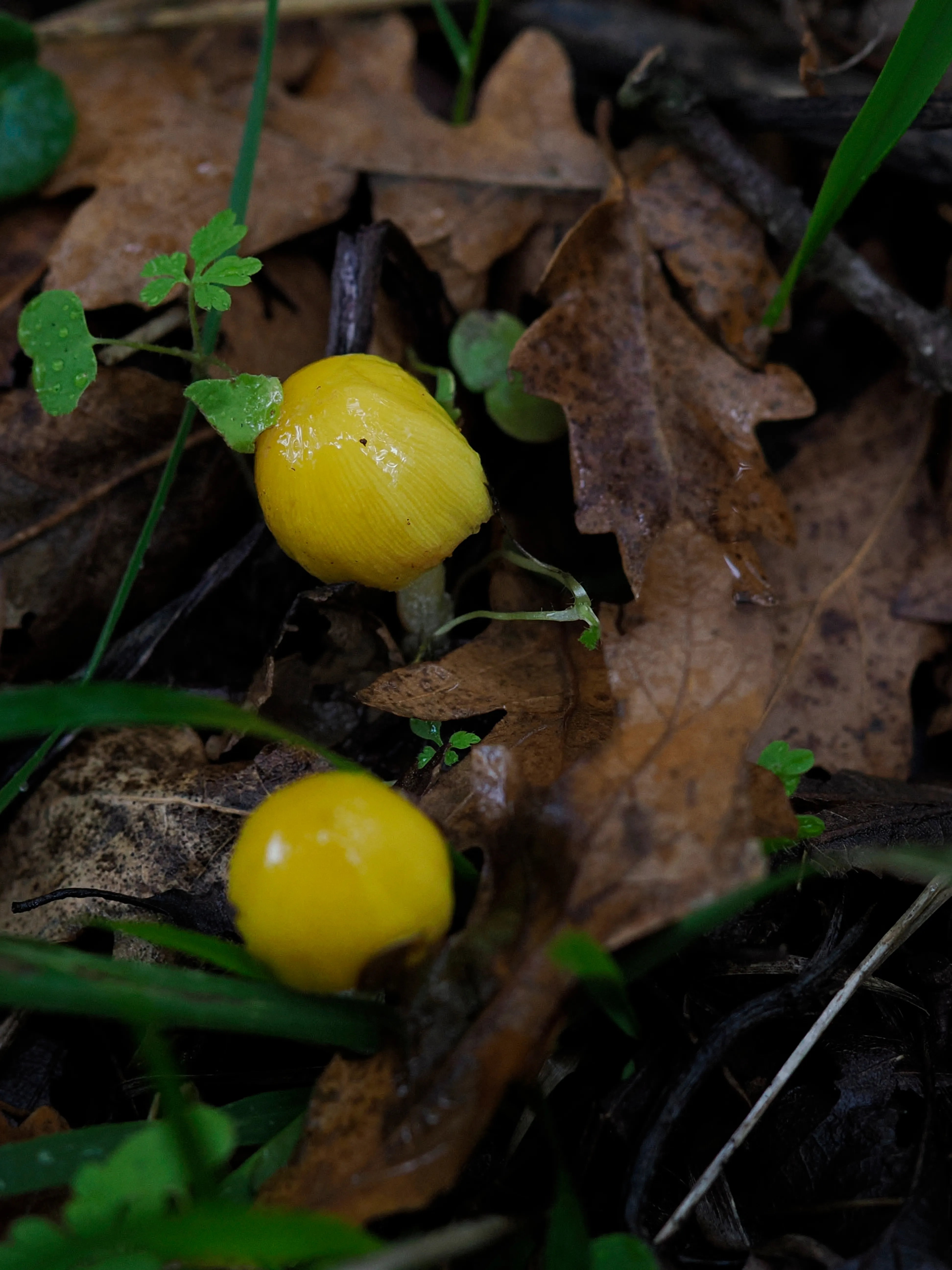 Nel bosco di cerri. La natura che insegna e cresce
