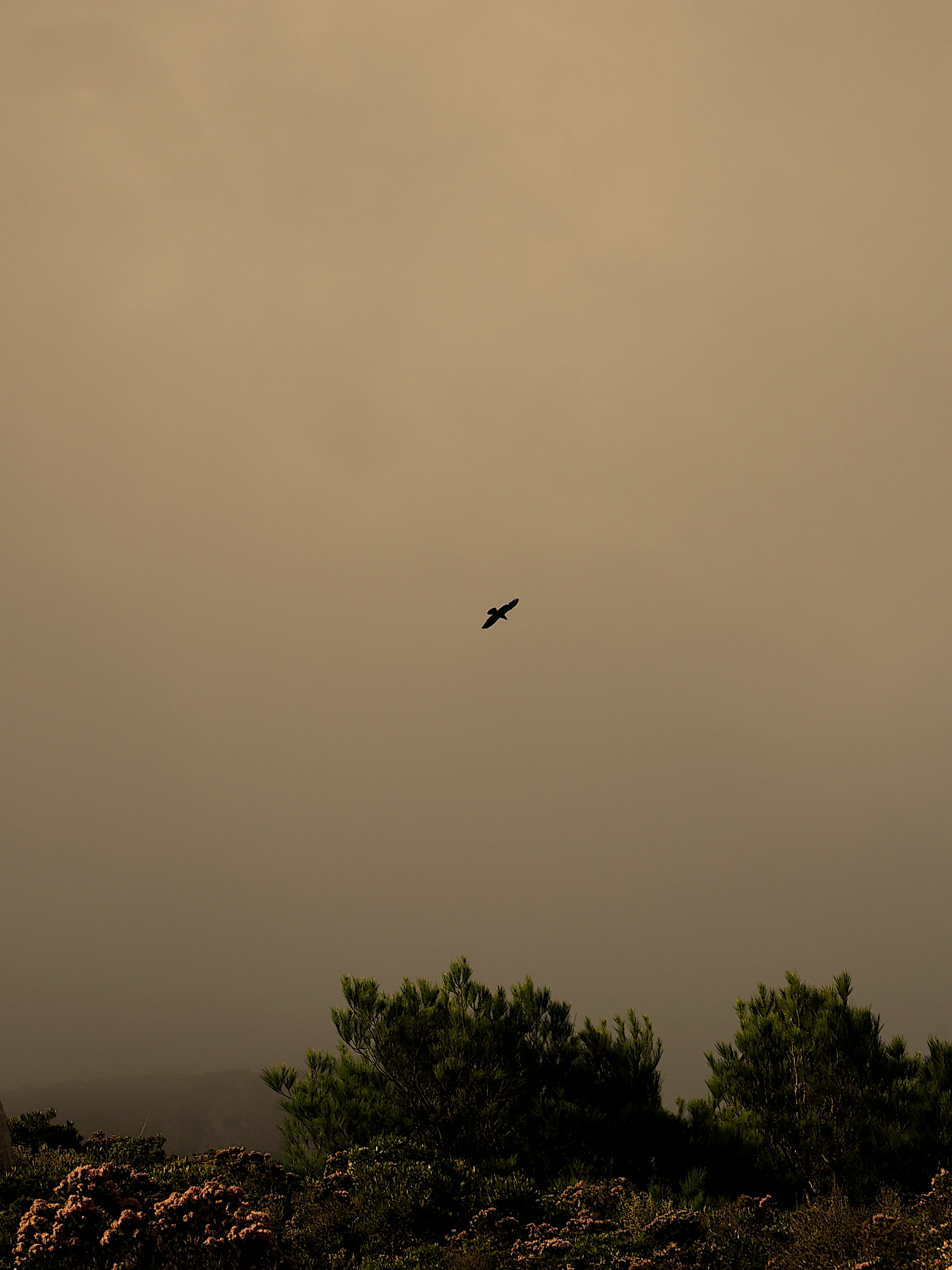 Respiro fiorito dell'autunno a Marettimo. Fotografia del sentire