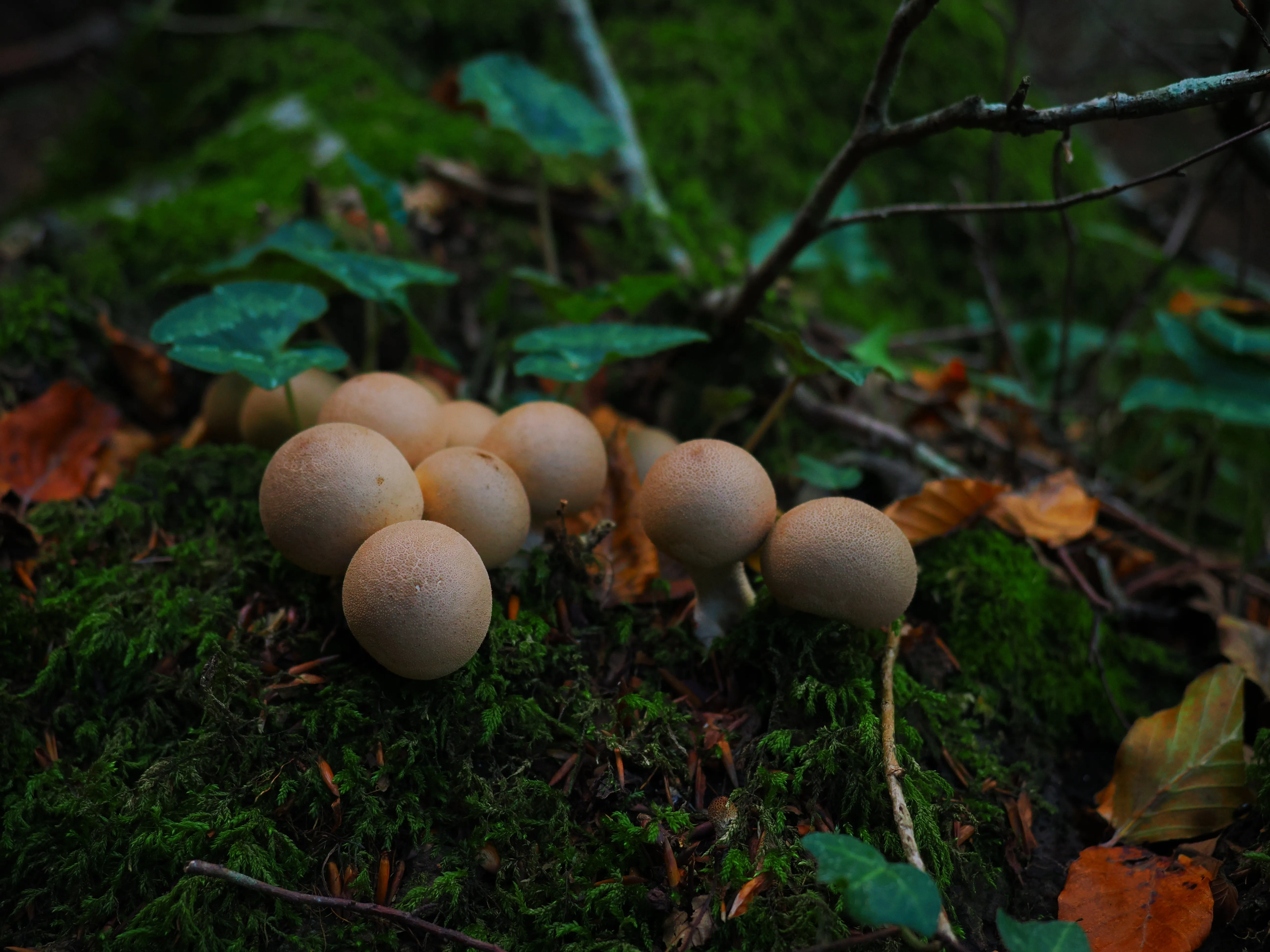 Miconauti. La gioia di esplorare il bosco