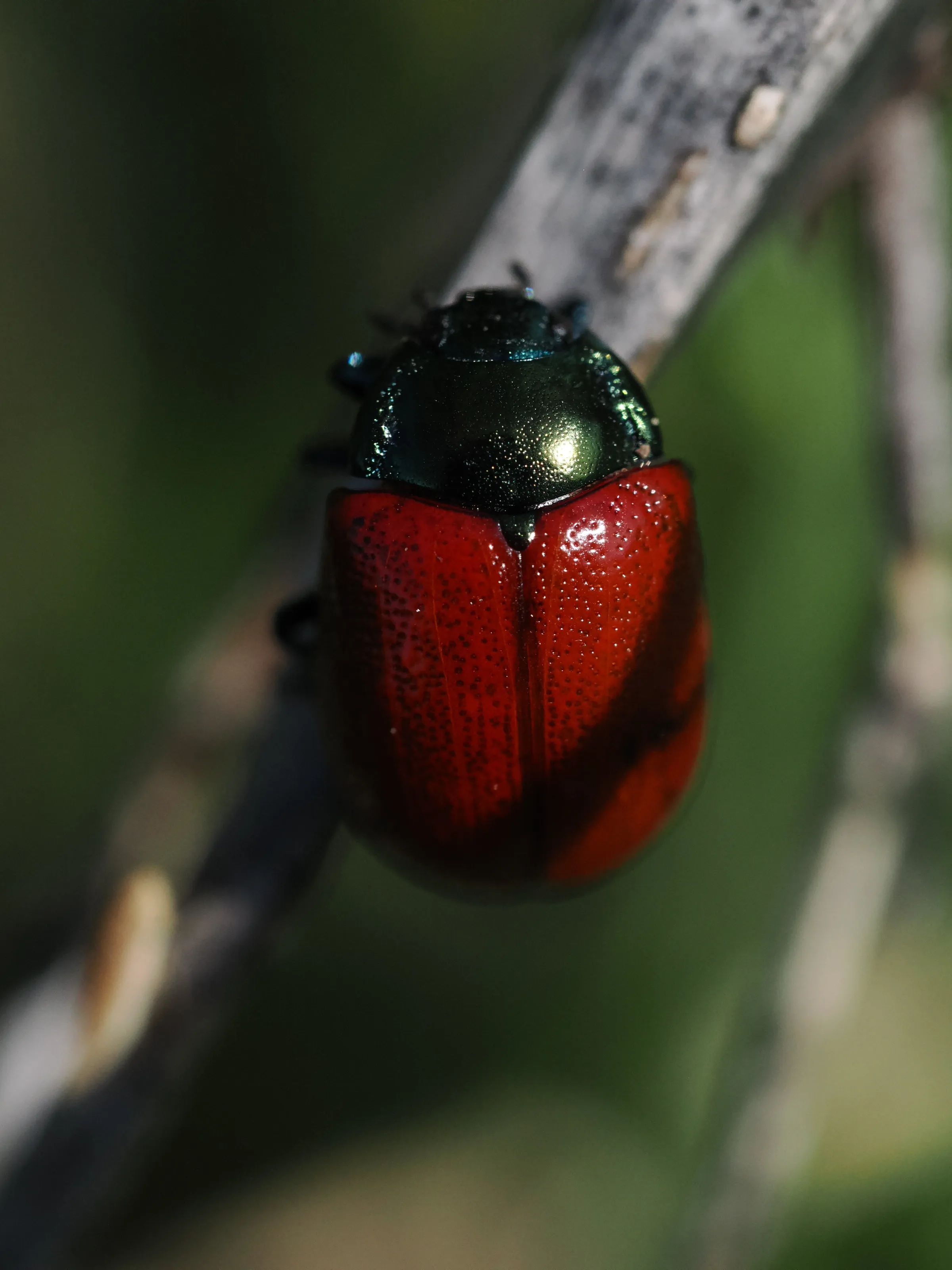 Dwelling in Nature with Olympus