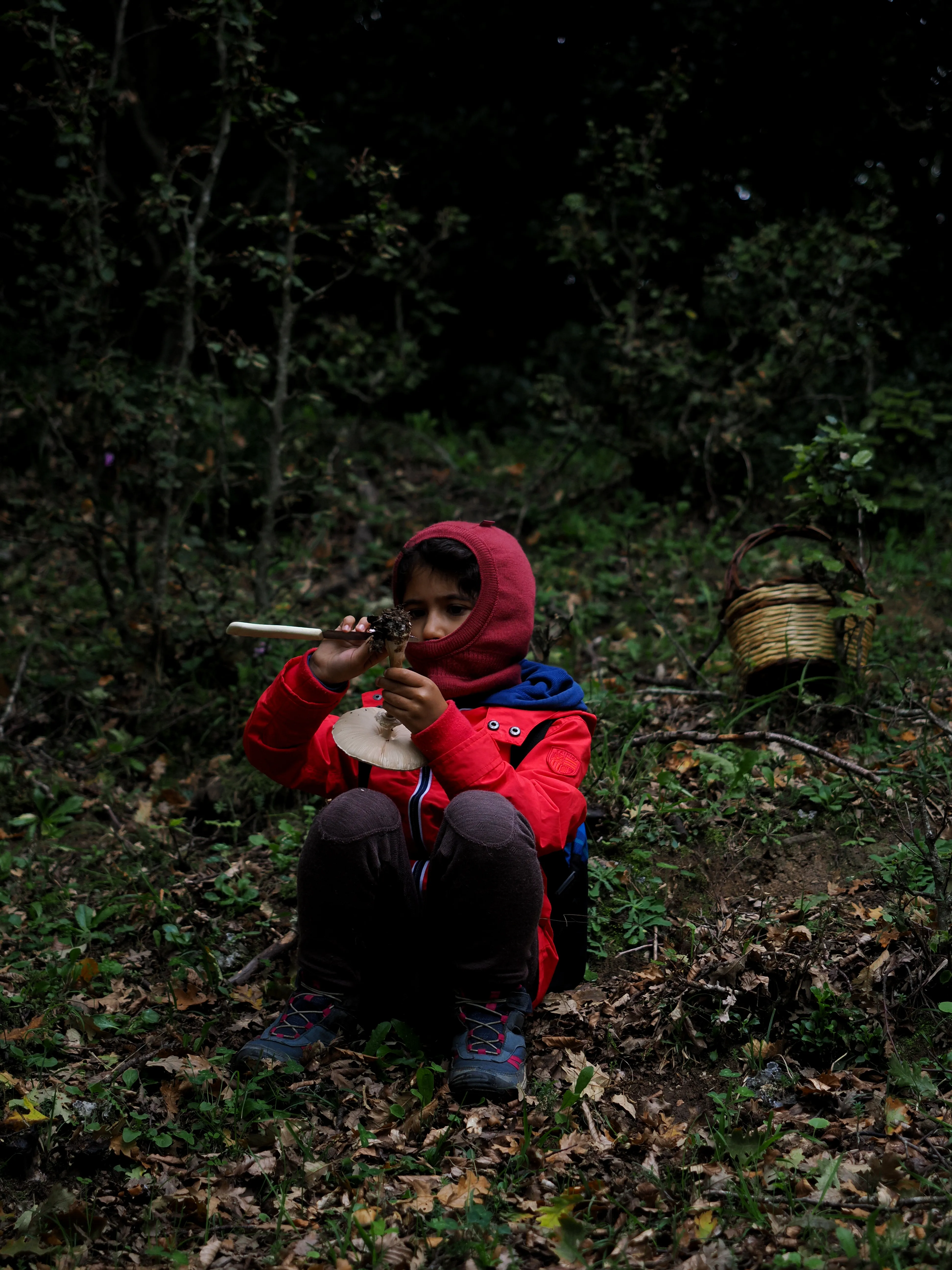 Miconauti. La gioia di esplorare il bosco