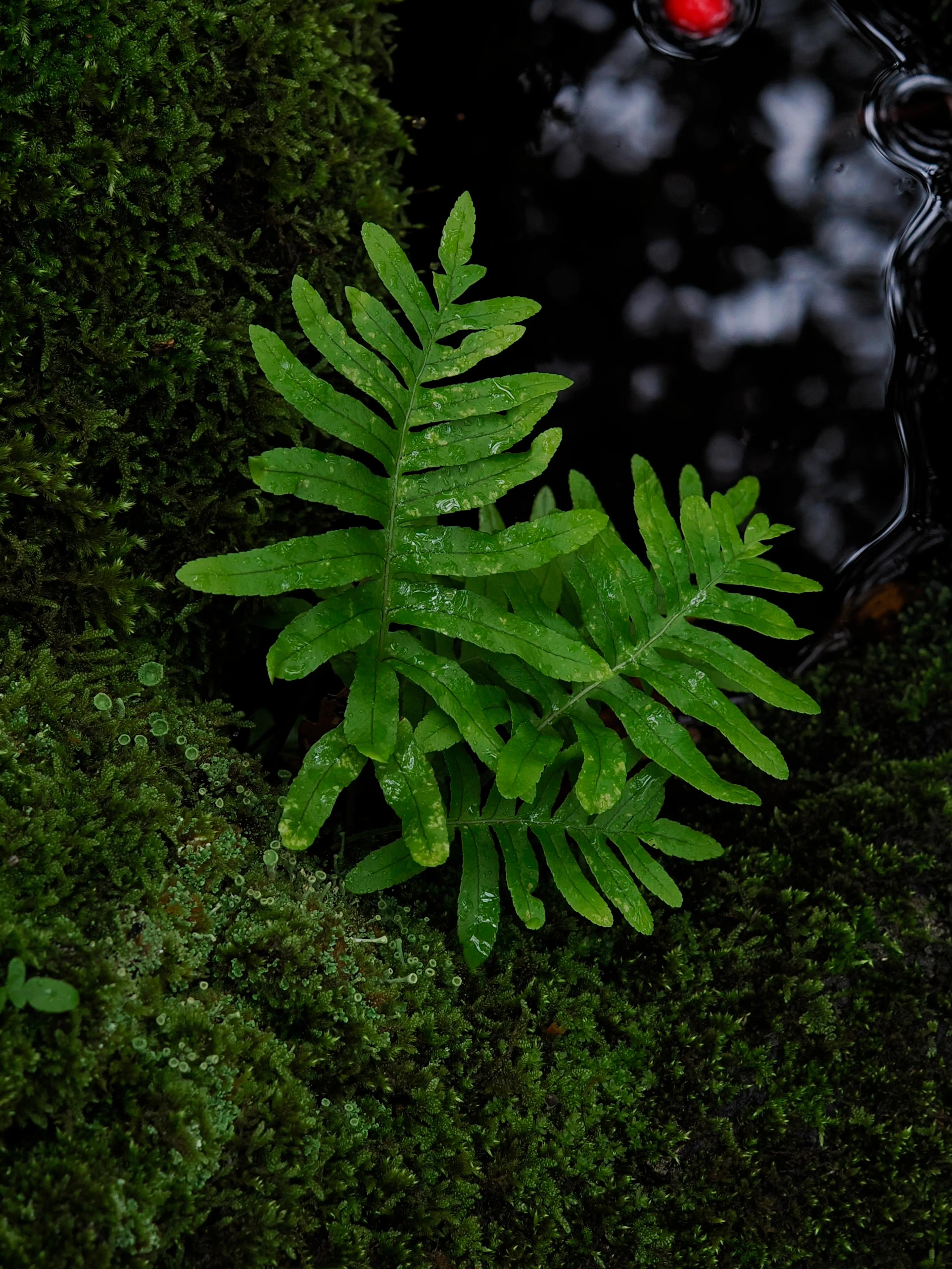 Nel bosco di cerri. La natura che insegna e cresce