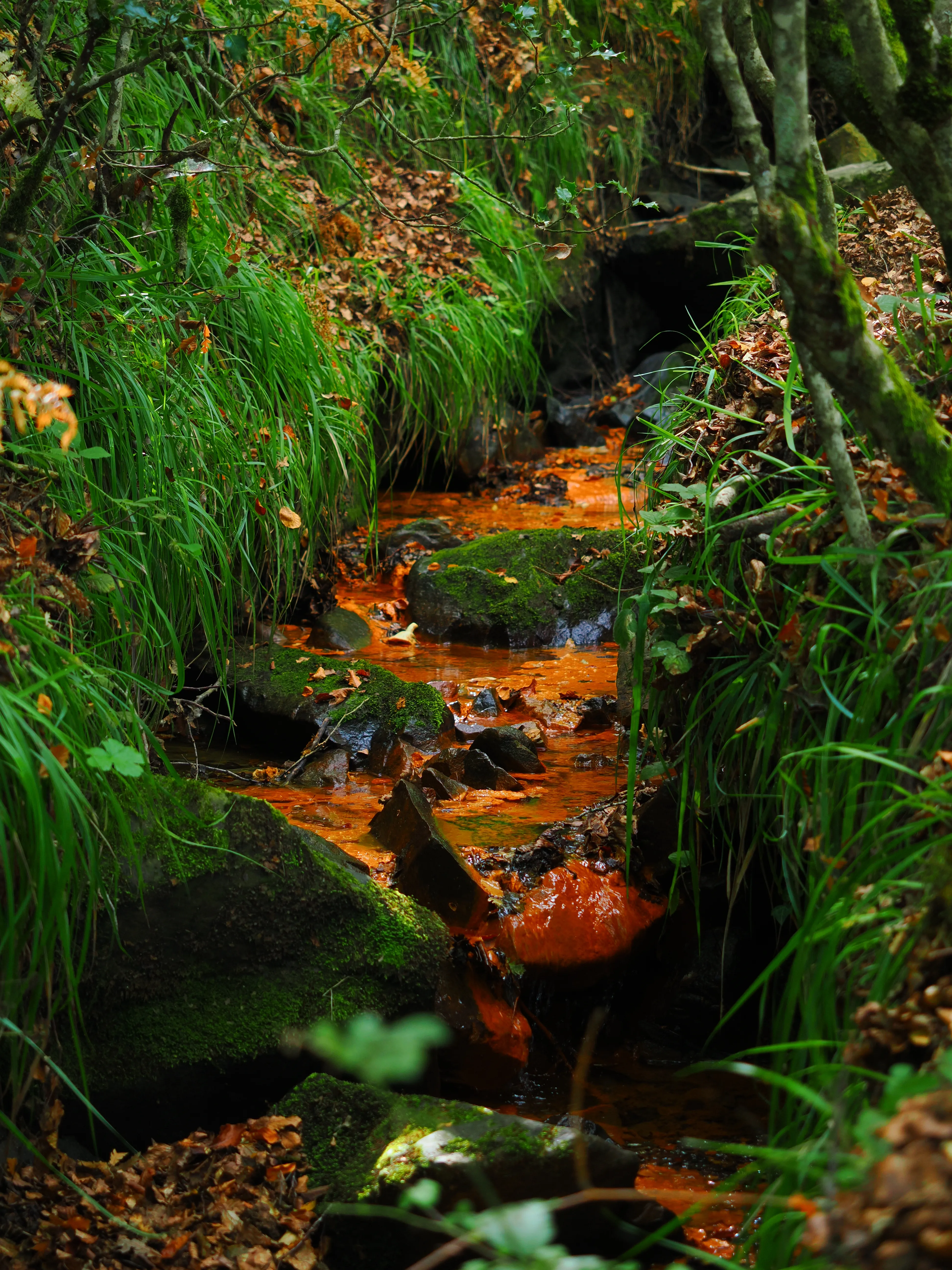 Dwelling in Nature with Olympus