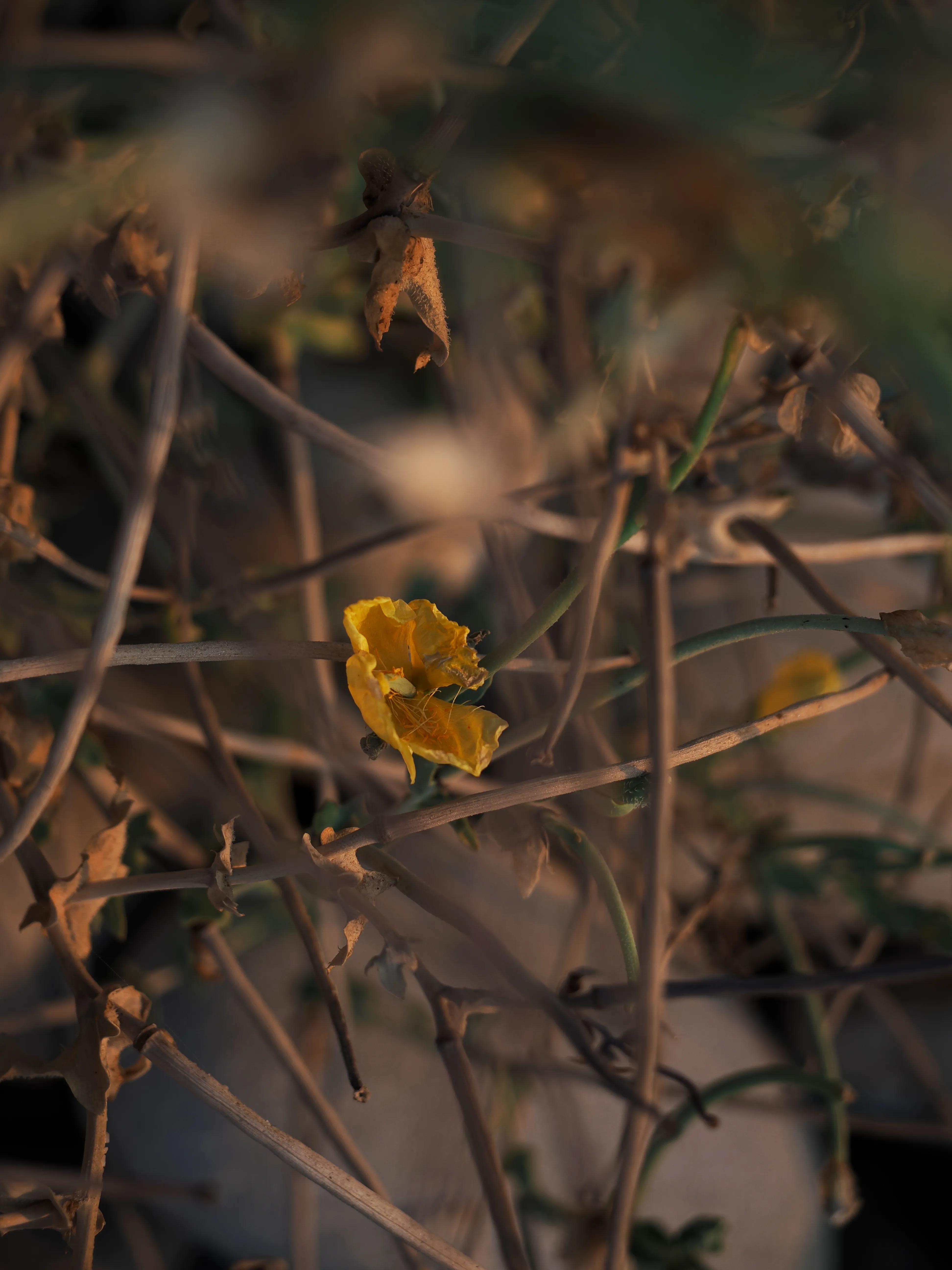 Papavero giallo. Un fiore che abita i margini