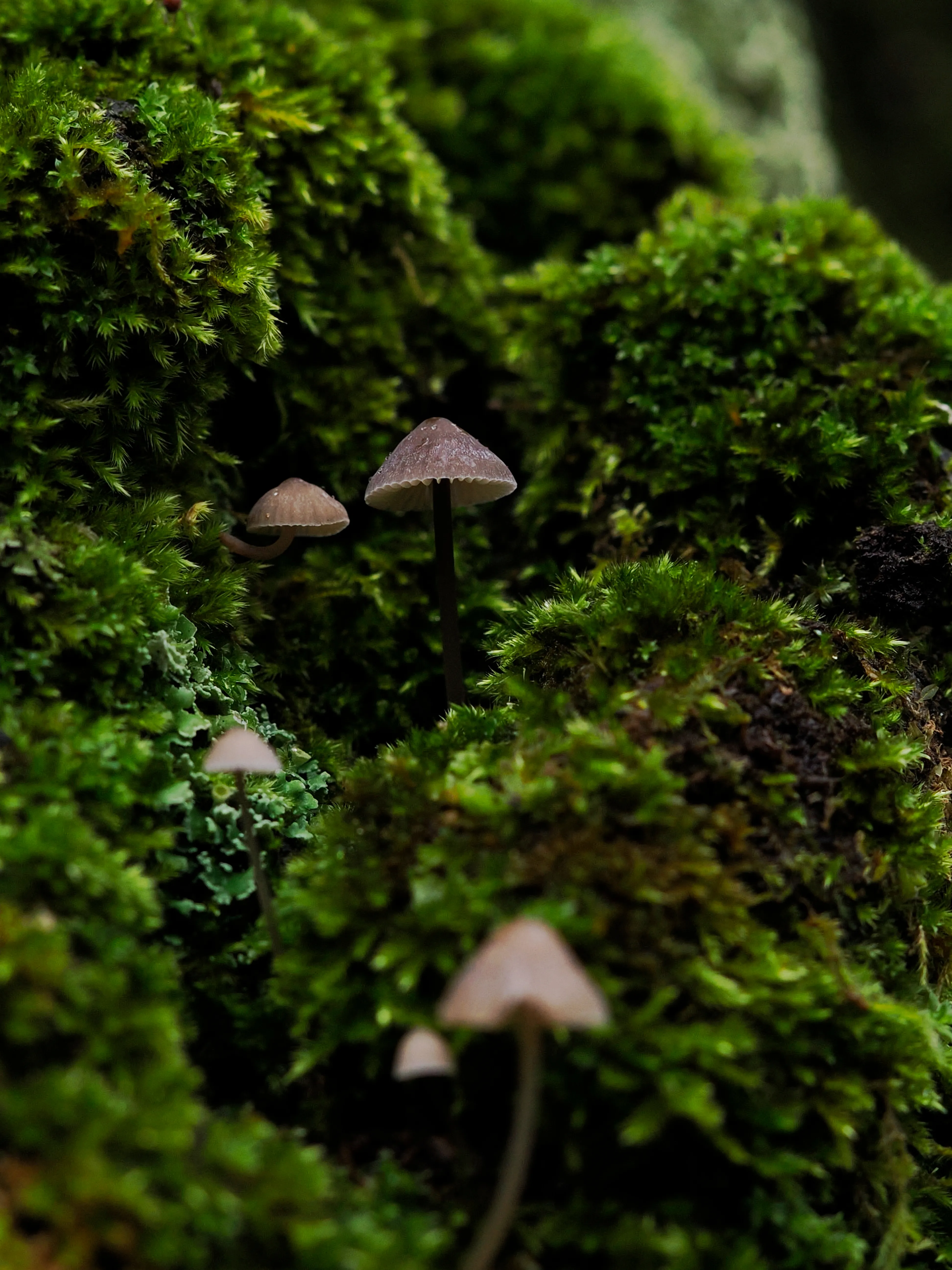 Nel bosco di cerri. La natura che insegna e cresce