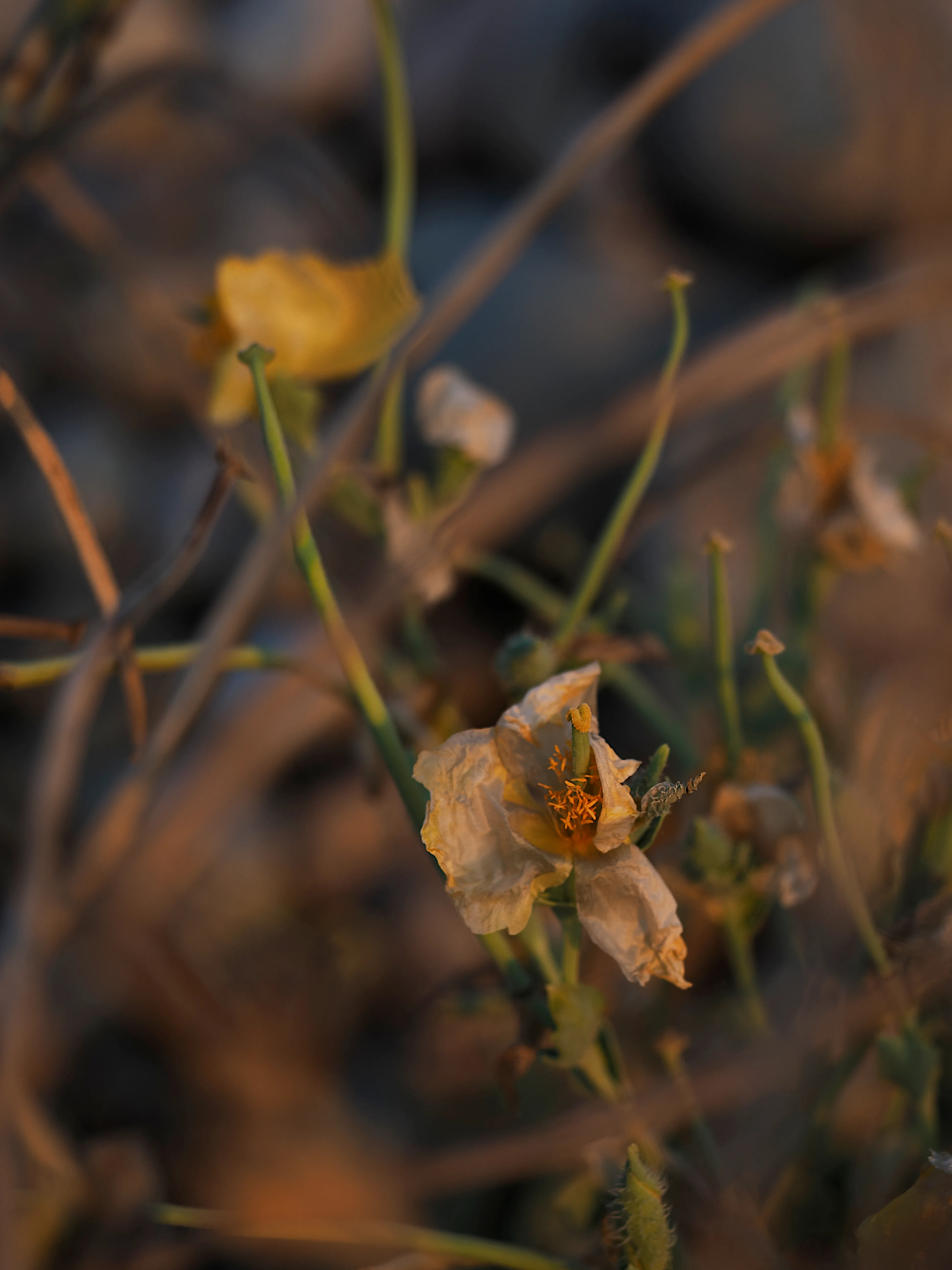 Papavero giallo. Un fiore che abita i margini