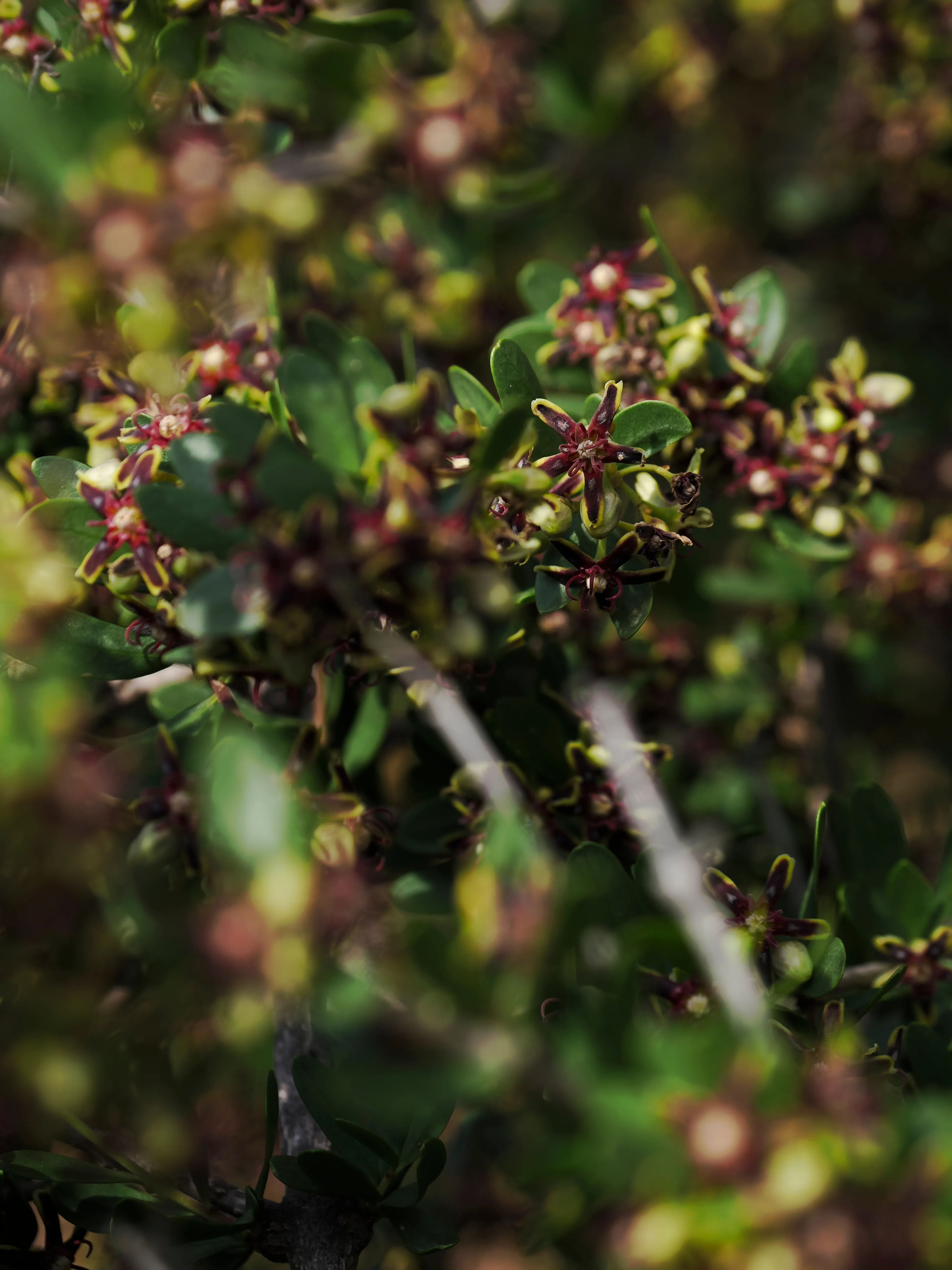 Sguardo a Levanzo. Fotografia del sentire