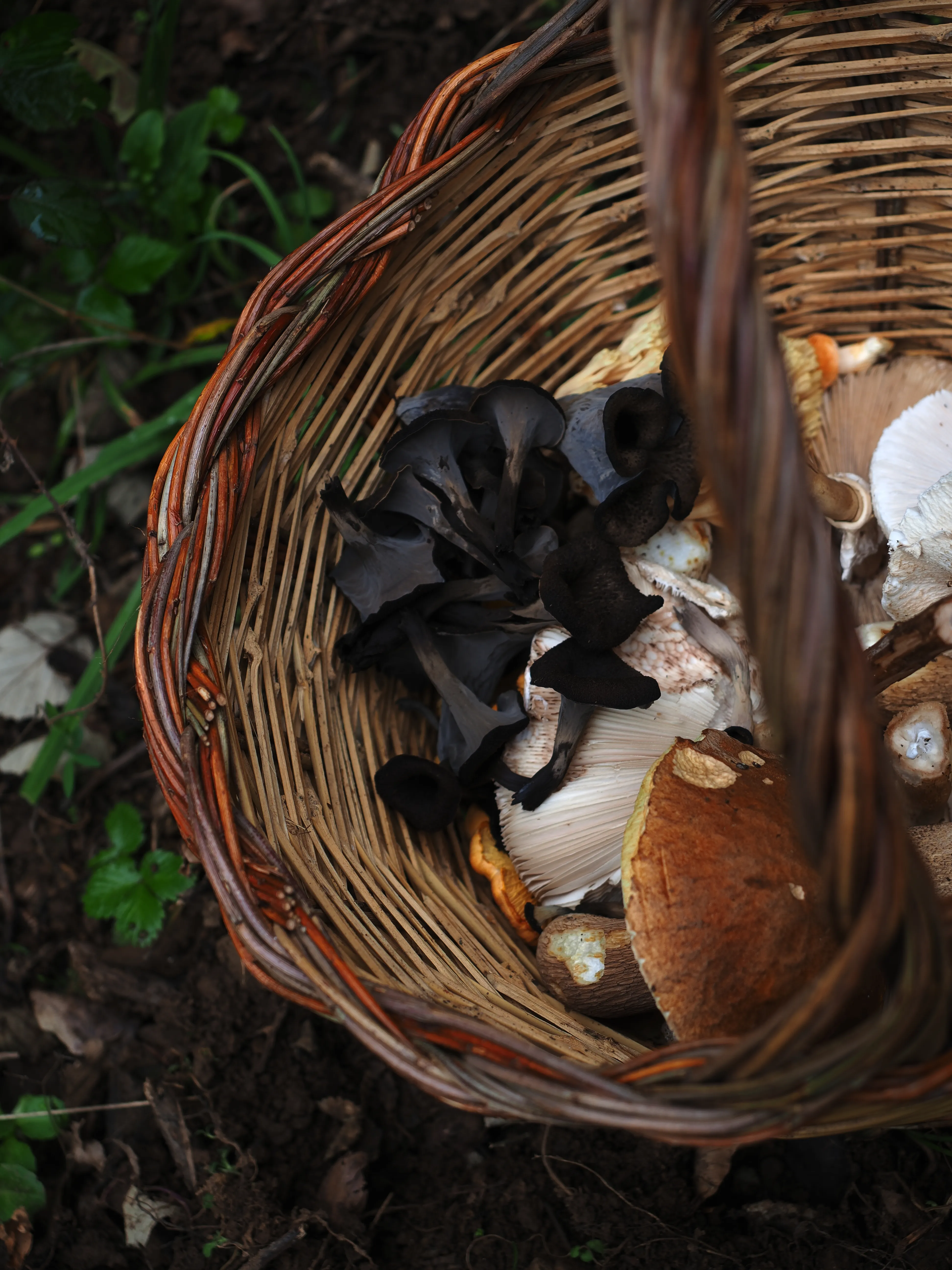 Miconauti. La gioia di esplorare il bosco