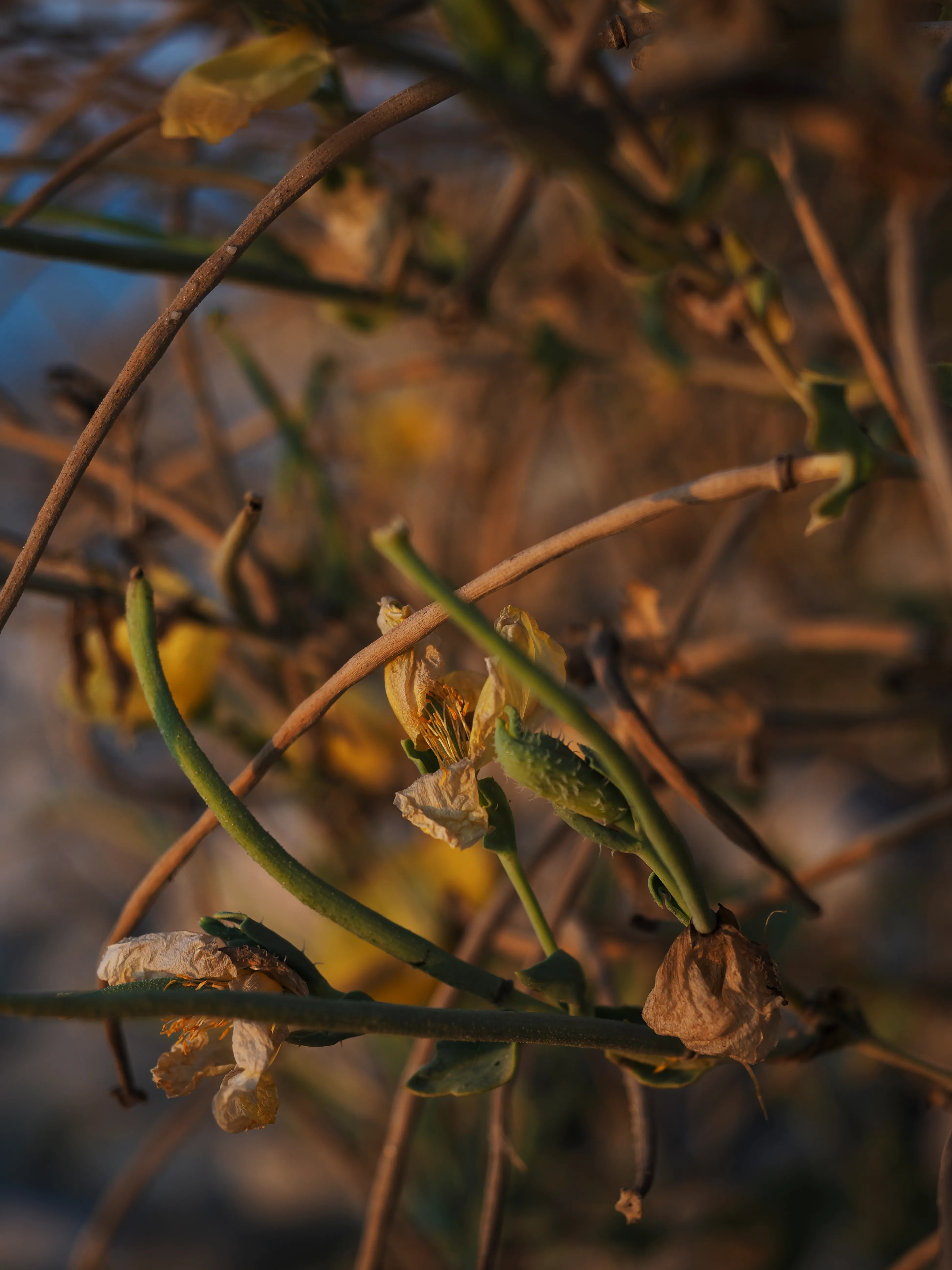 Papavero giallo. Un fiore che abita i margini