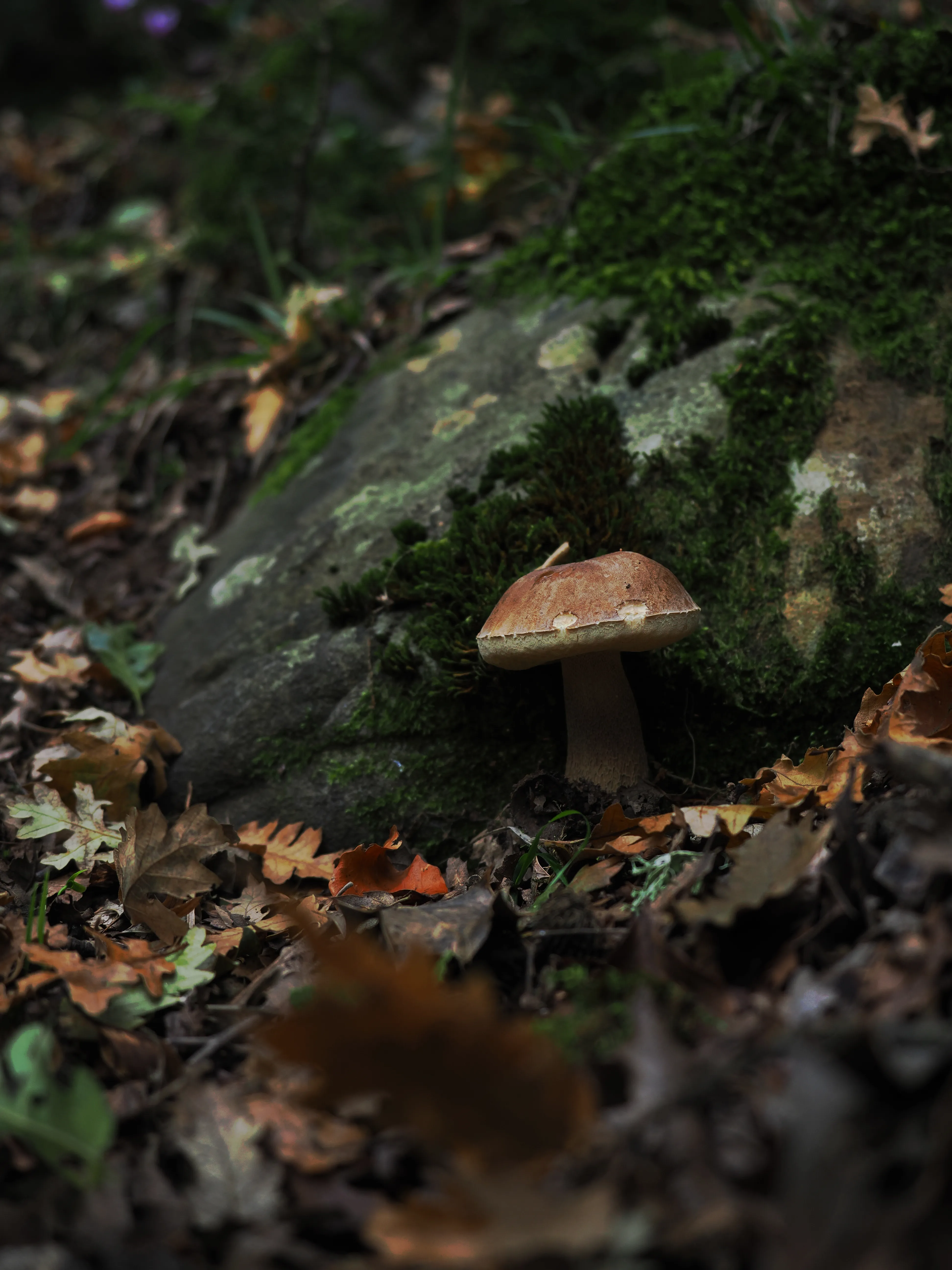 Miconauti. La gioia di esplorare il bosco