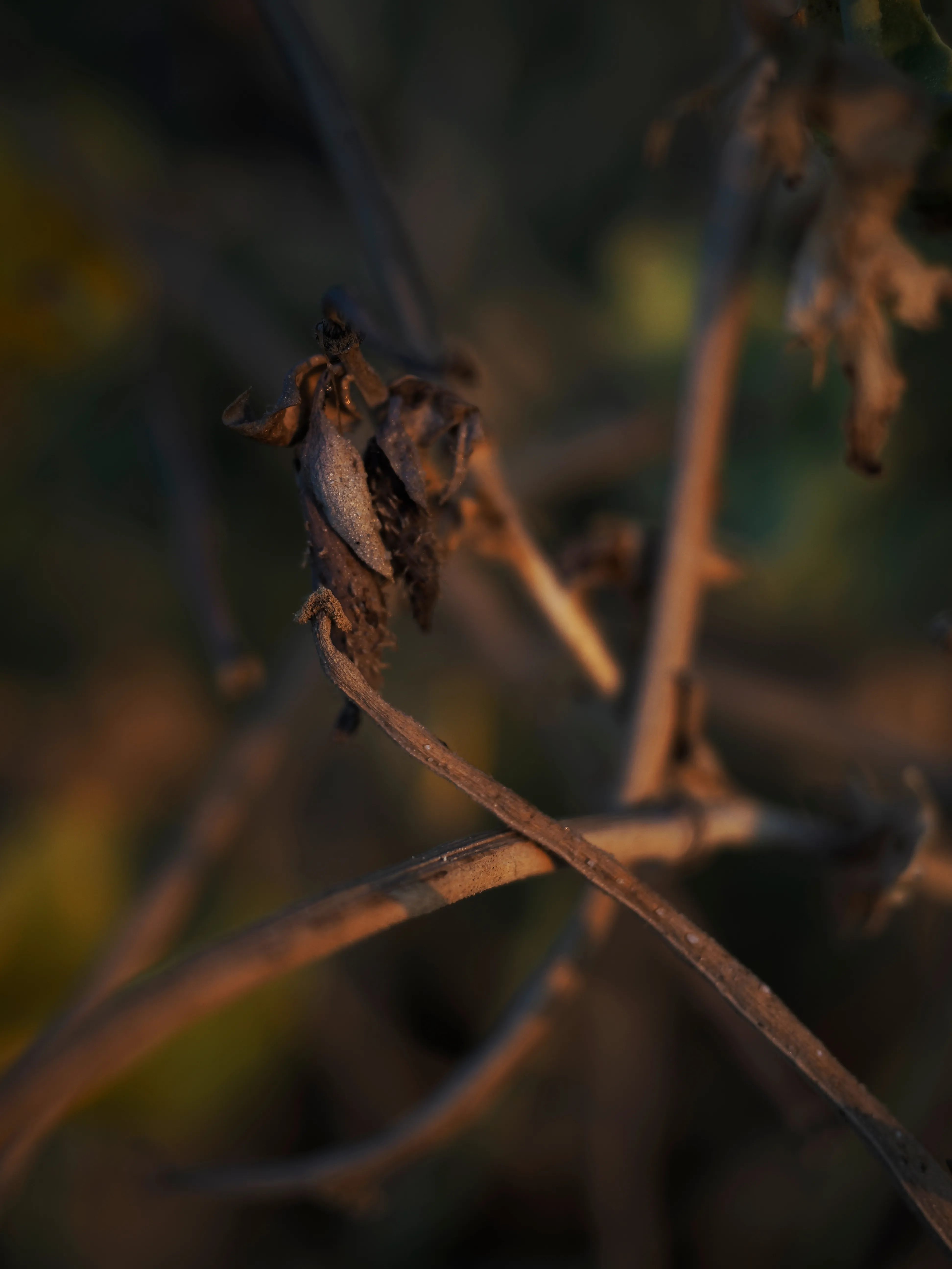 Papavero giallo. Un fiore che abita i margini