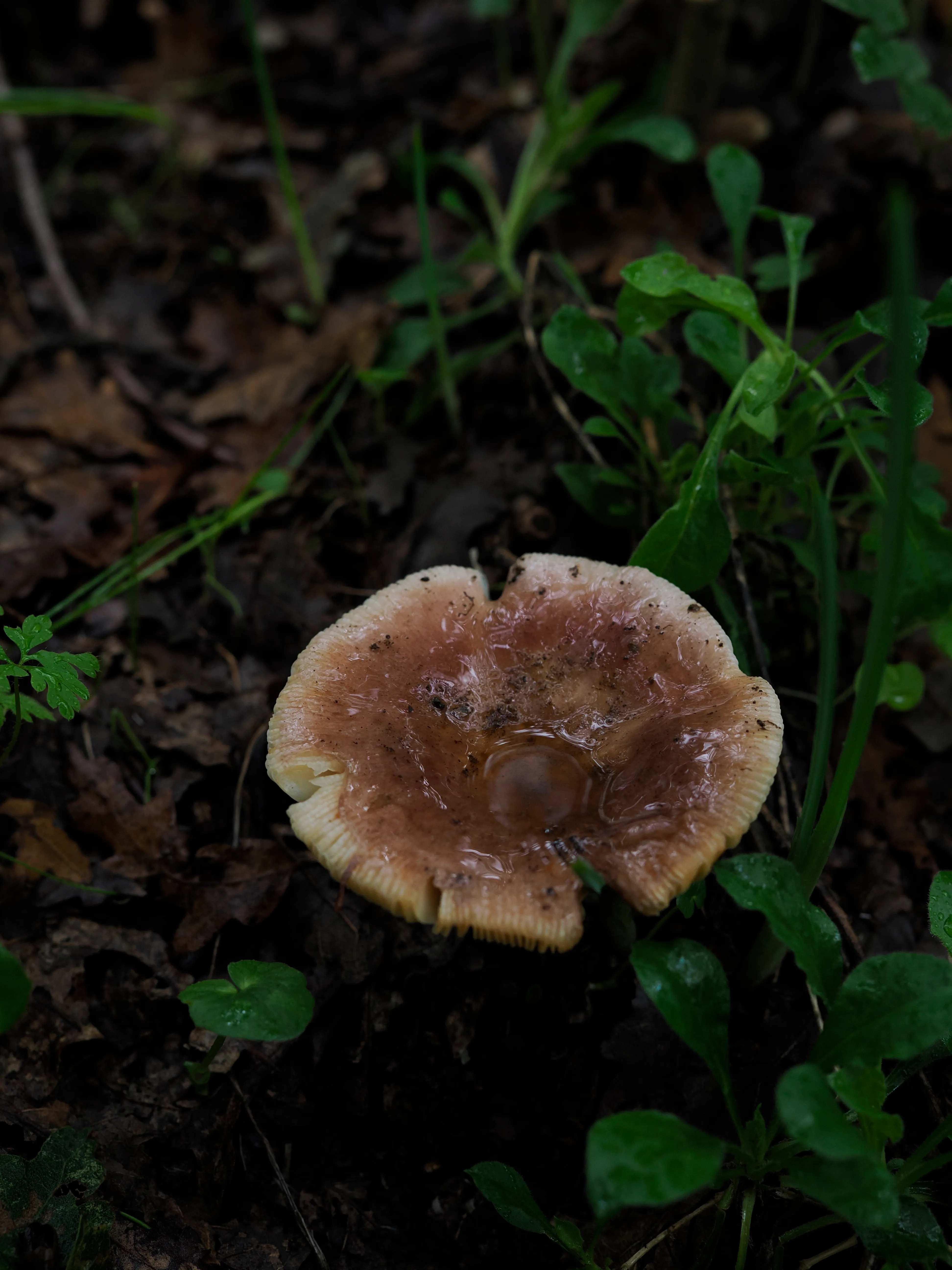 Nel bosco di cerri. La natura che insegna e cresce