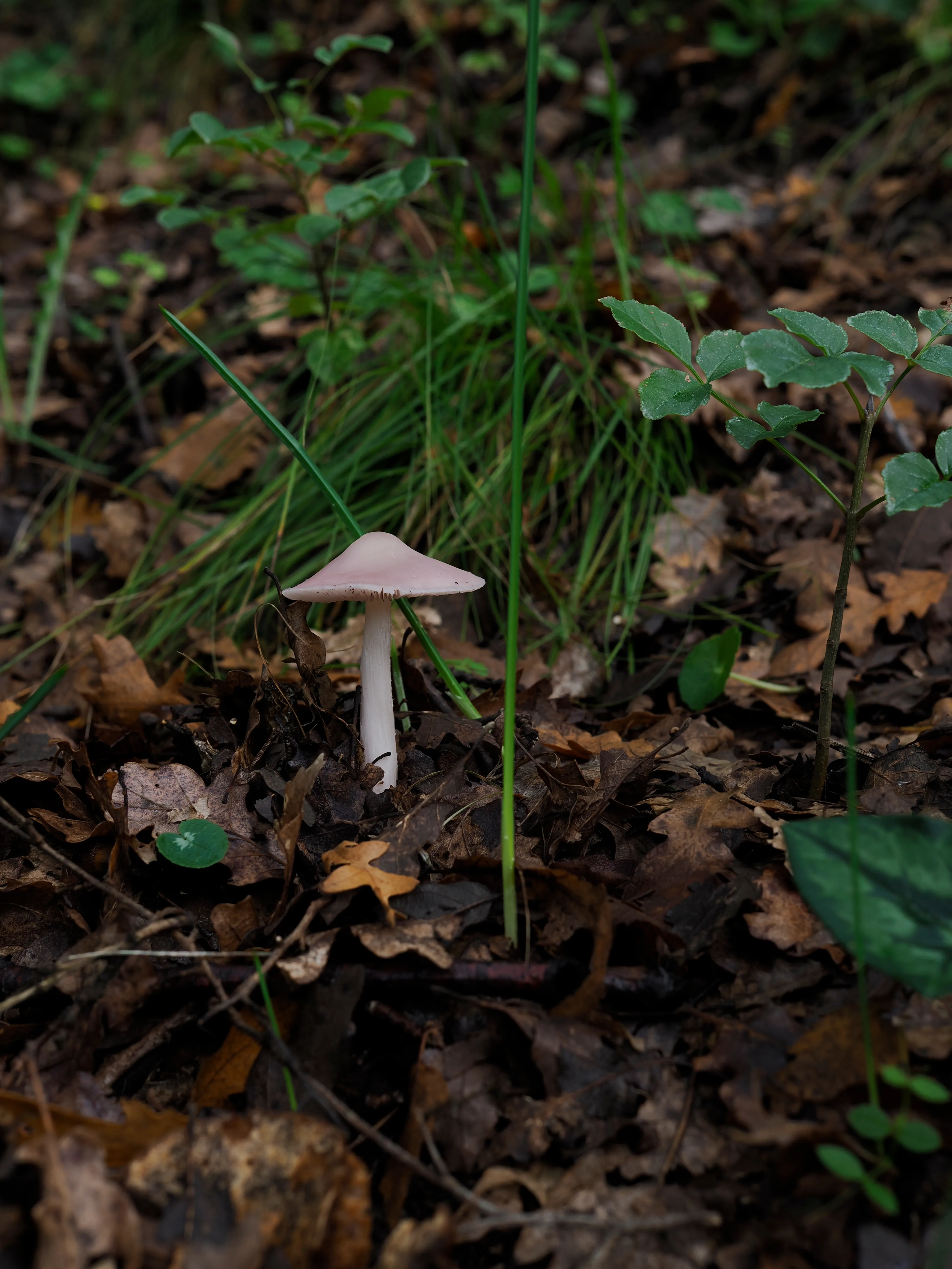 Nel bosco di cerri. La natura che insegna e cresce