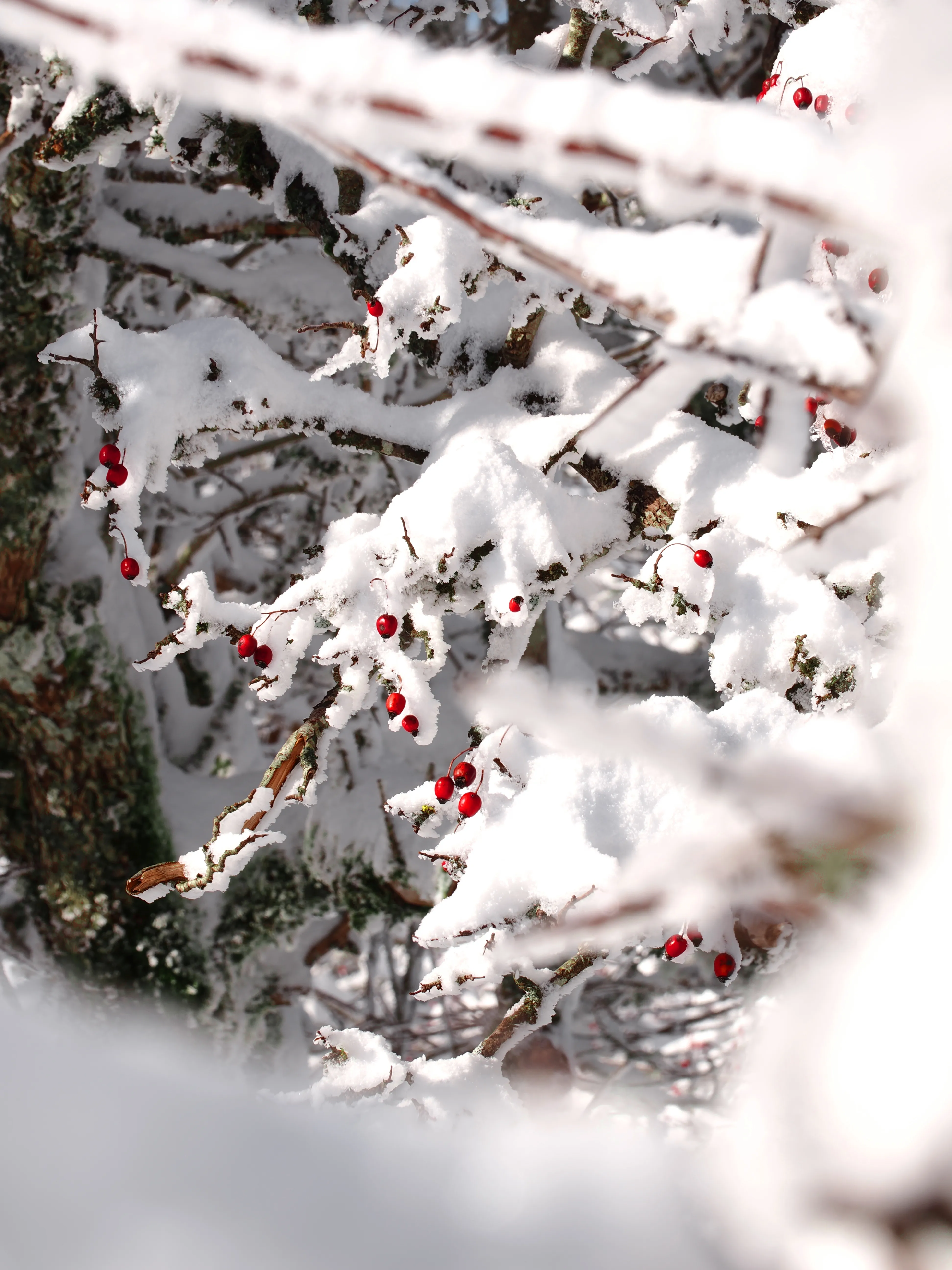 Strati di neve e libertà
