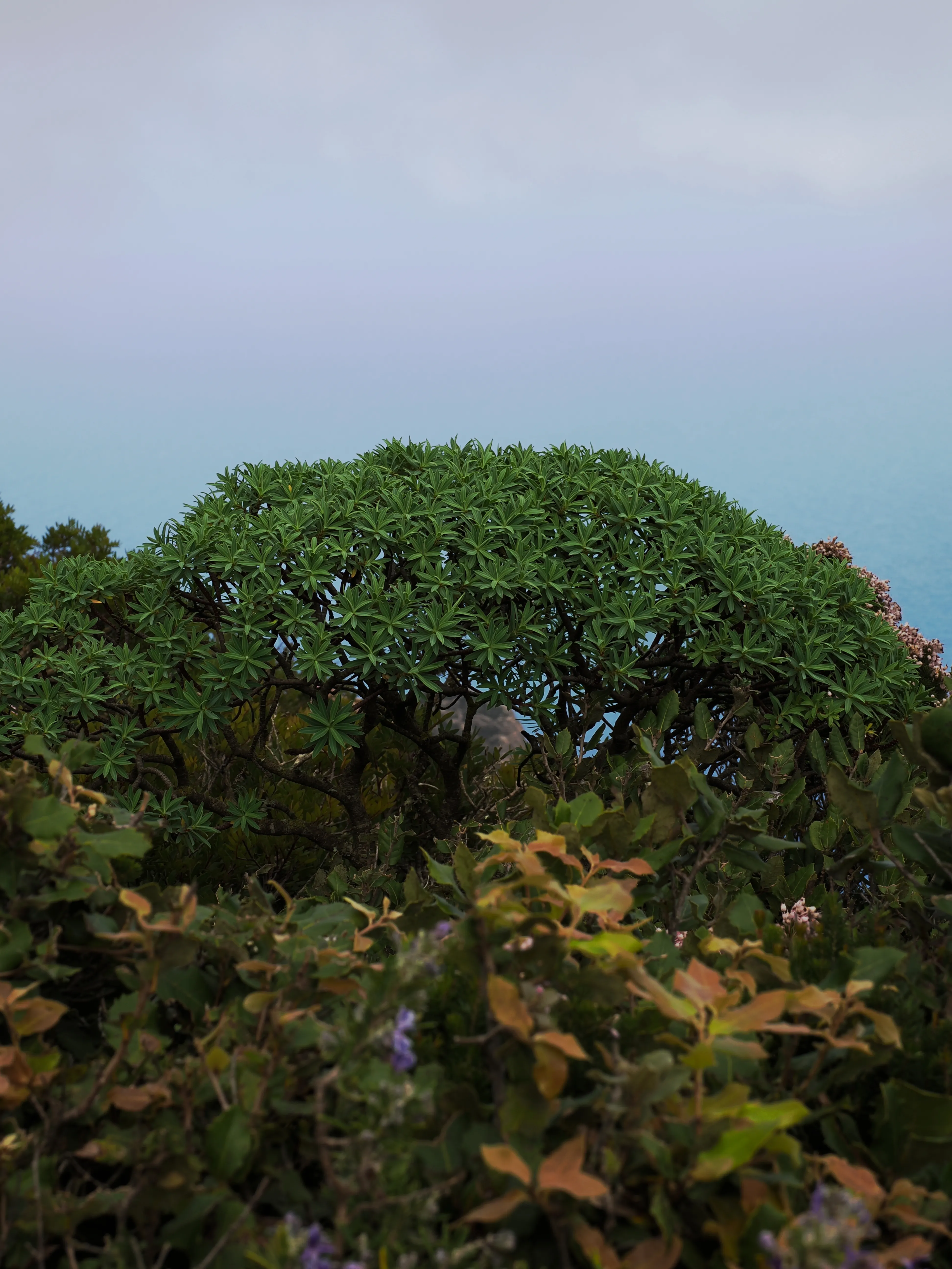 Respiro fiorito dell'autunno a Marettimo. Fotografia del sentire