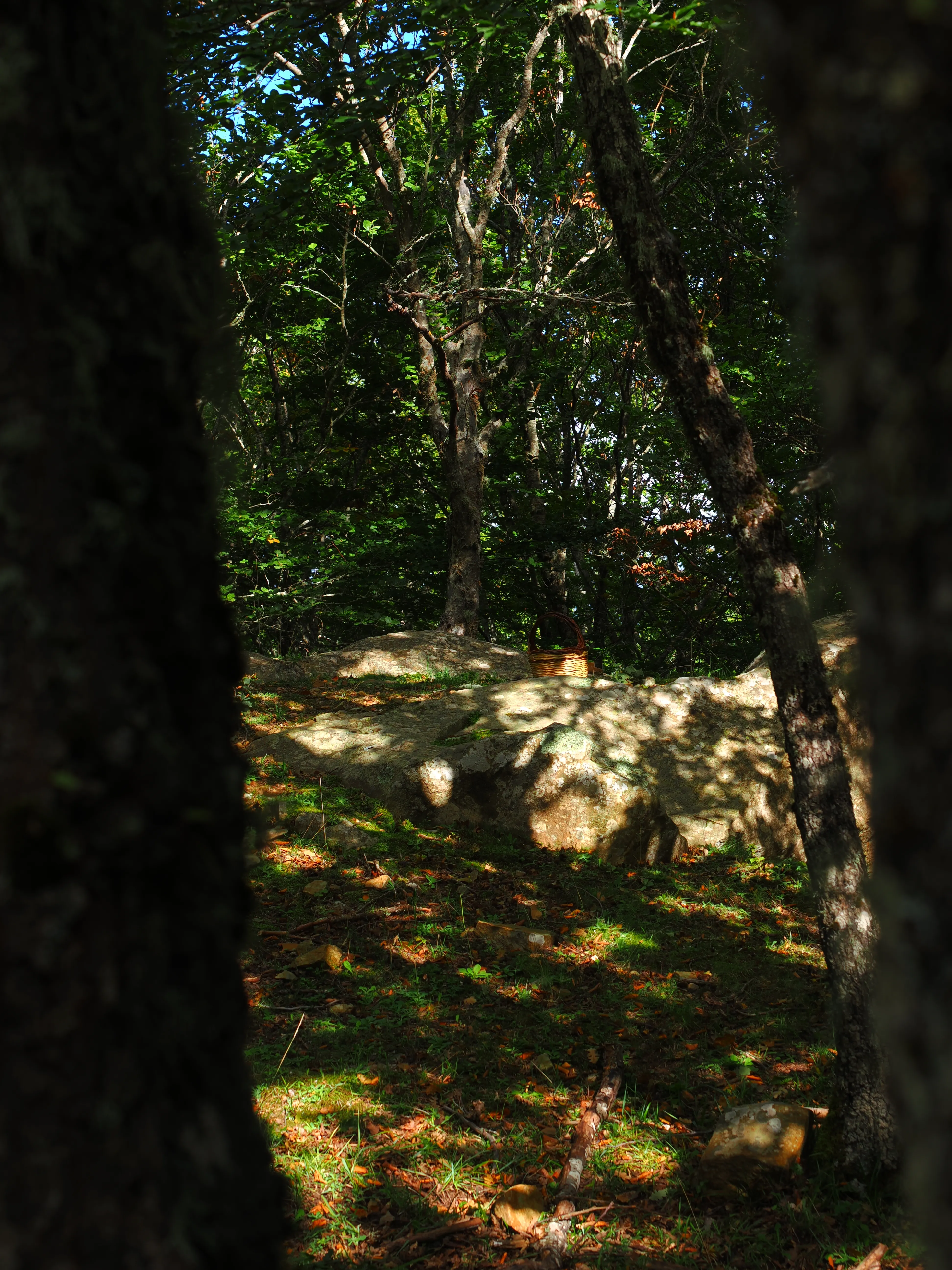 Miconauti. La gioia di esplorare il bosco