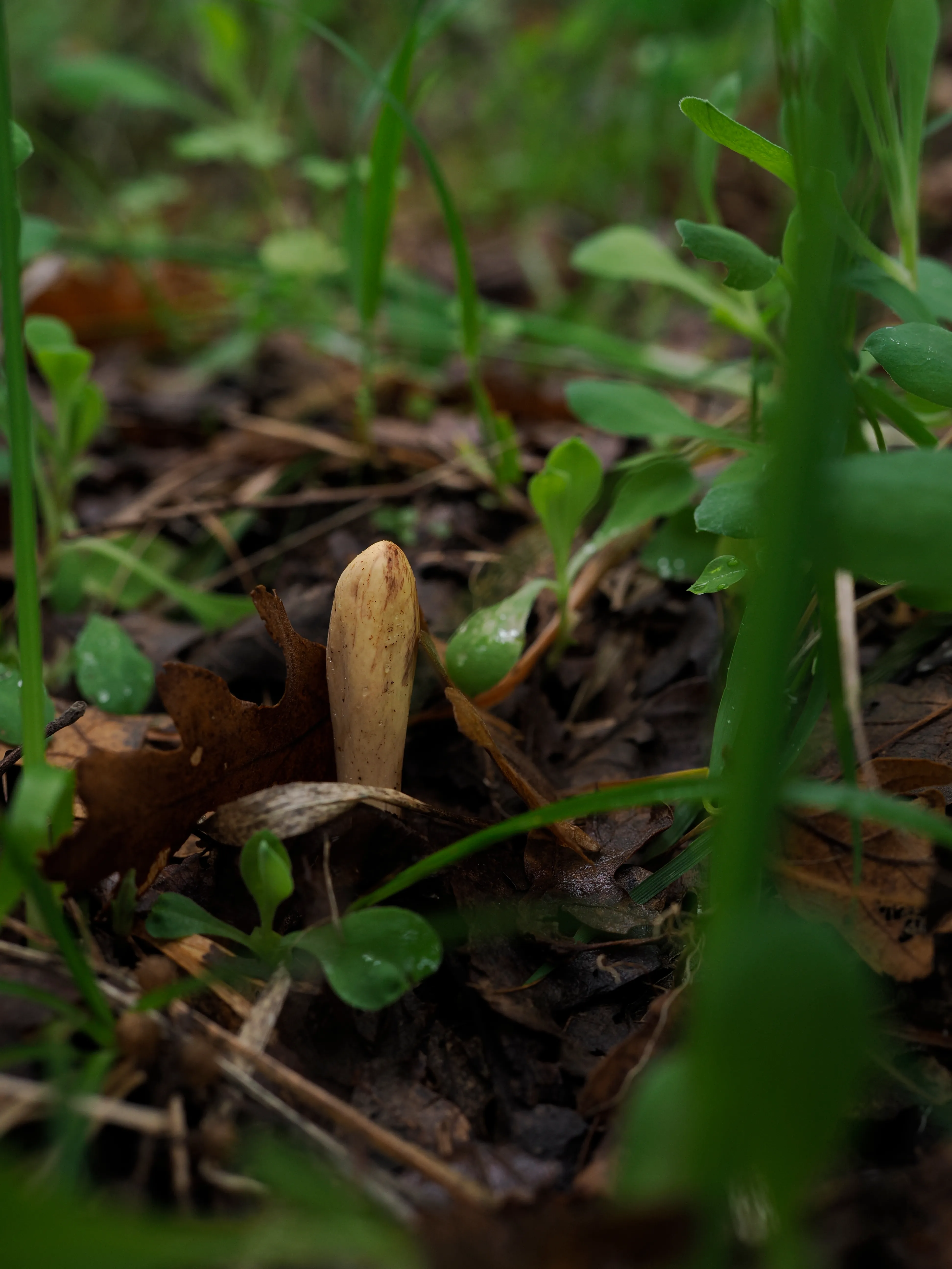 Nel bosco di cerri. La natura che insegna e cresce