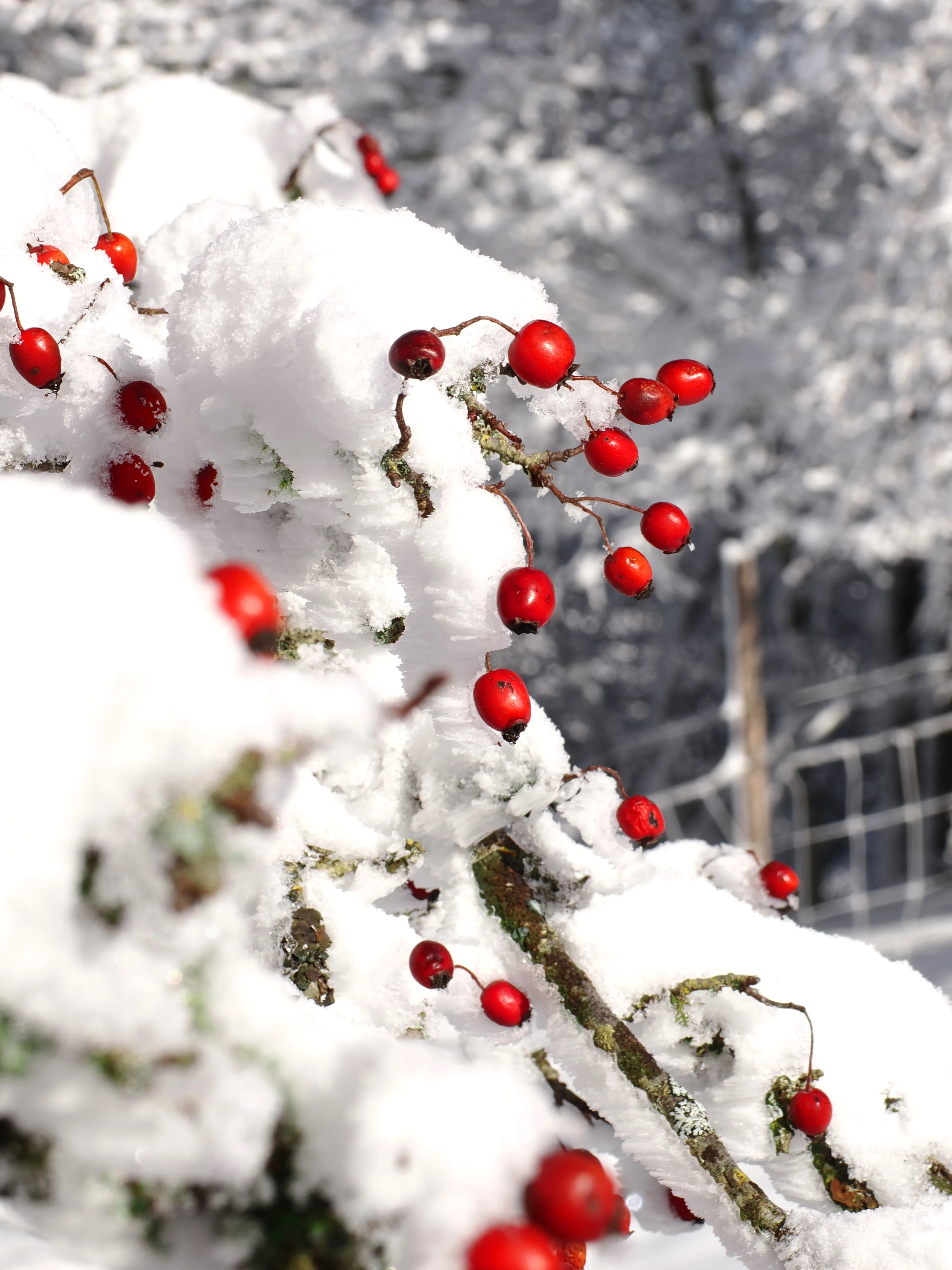 Strati di neve e libertà