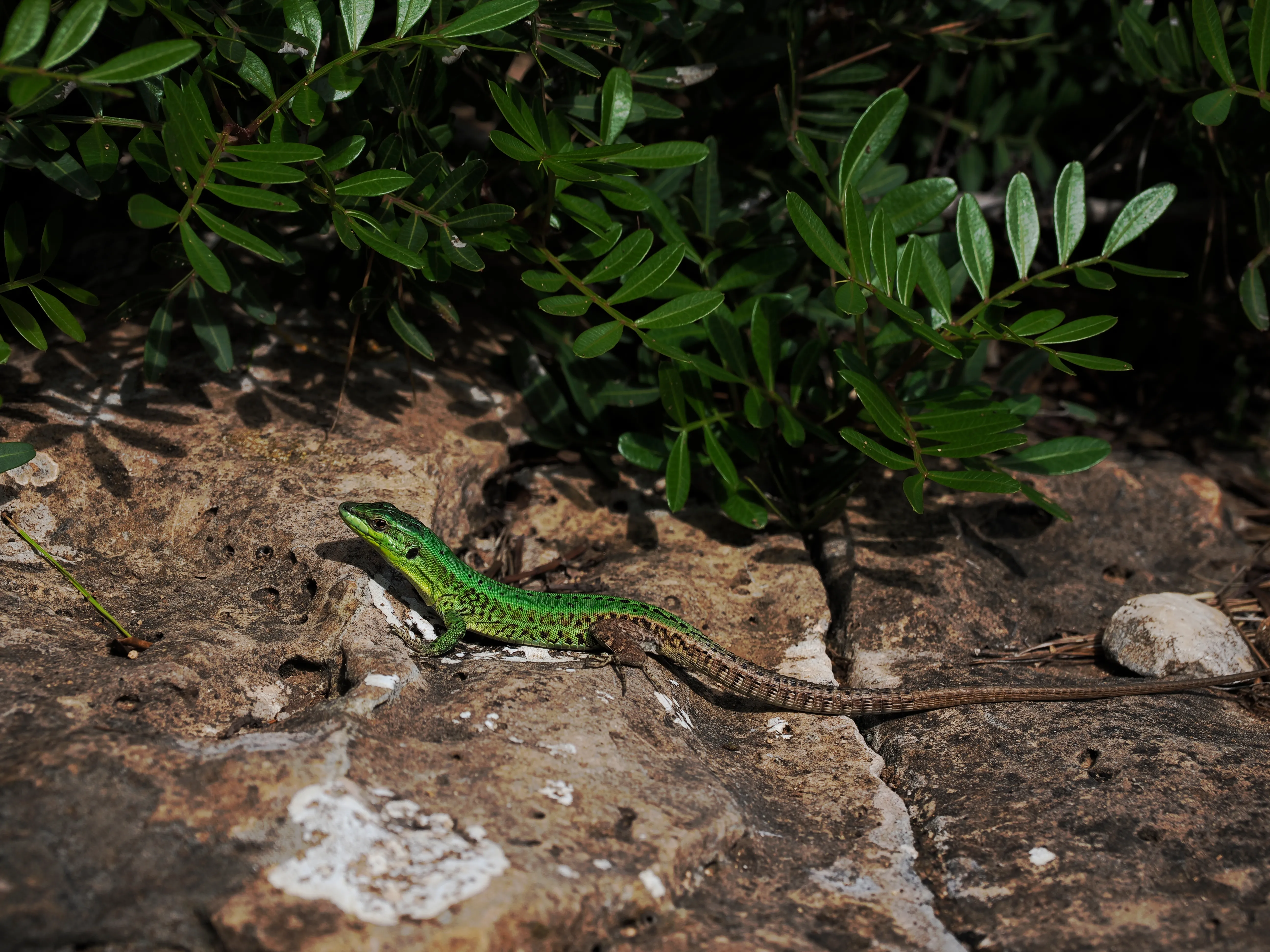Sguardo a Levanzo. Fotografia del sentire
