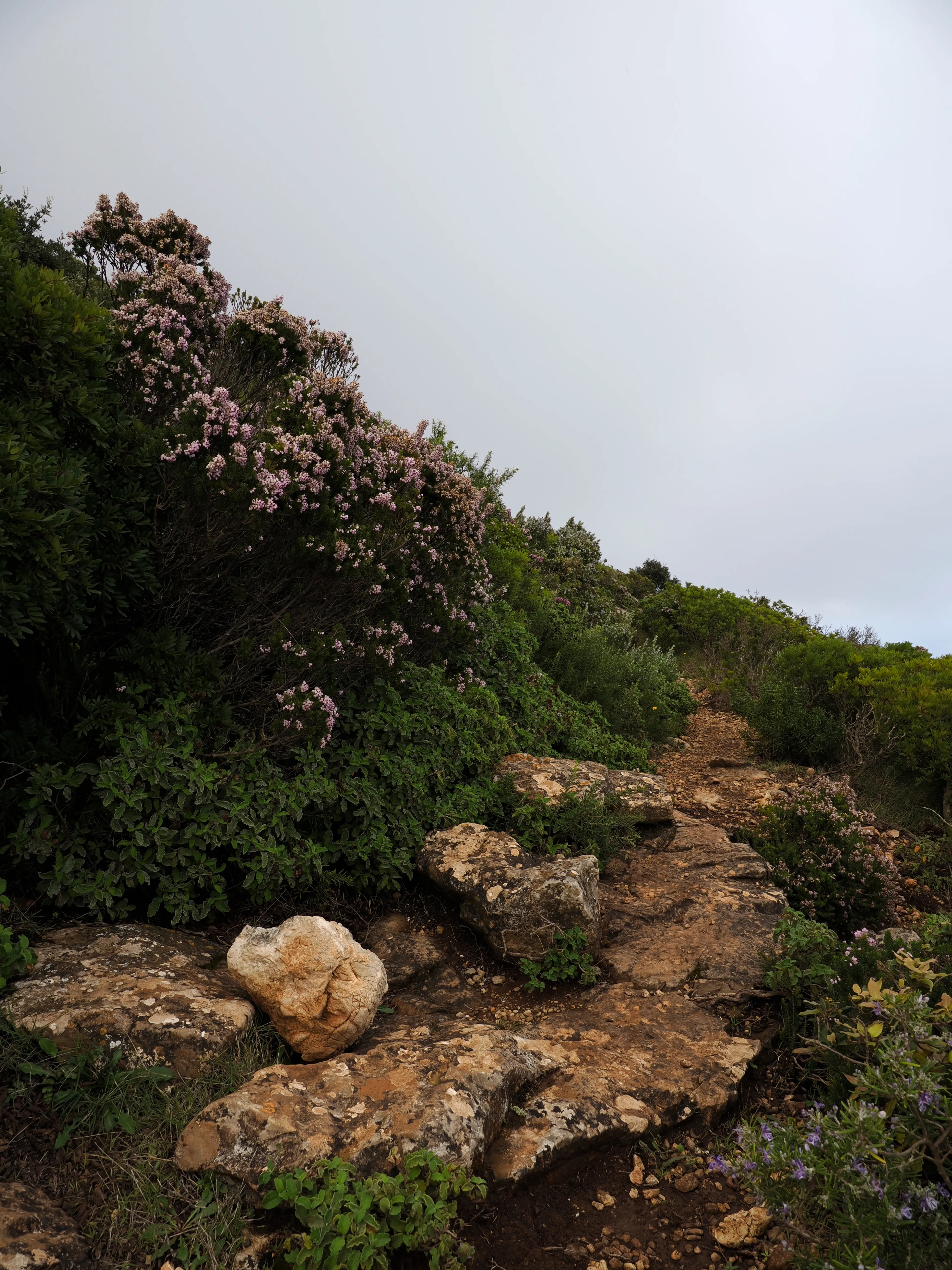 Respiro fiorito dell'autunno a Marettimo. Fotografia del sentire
