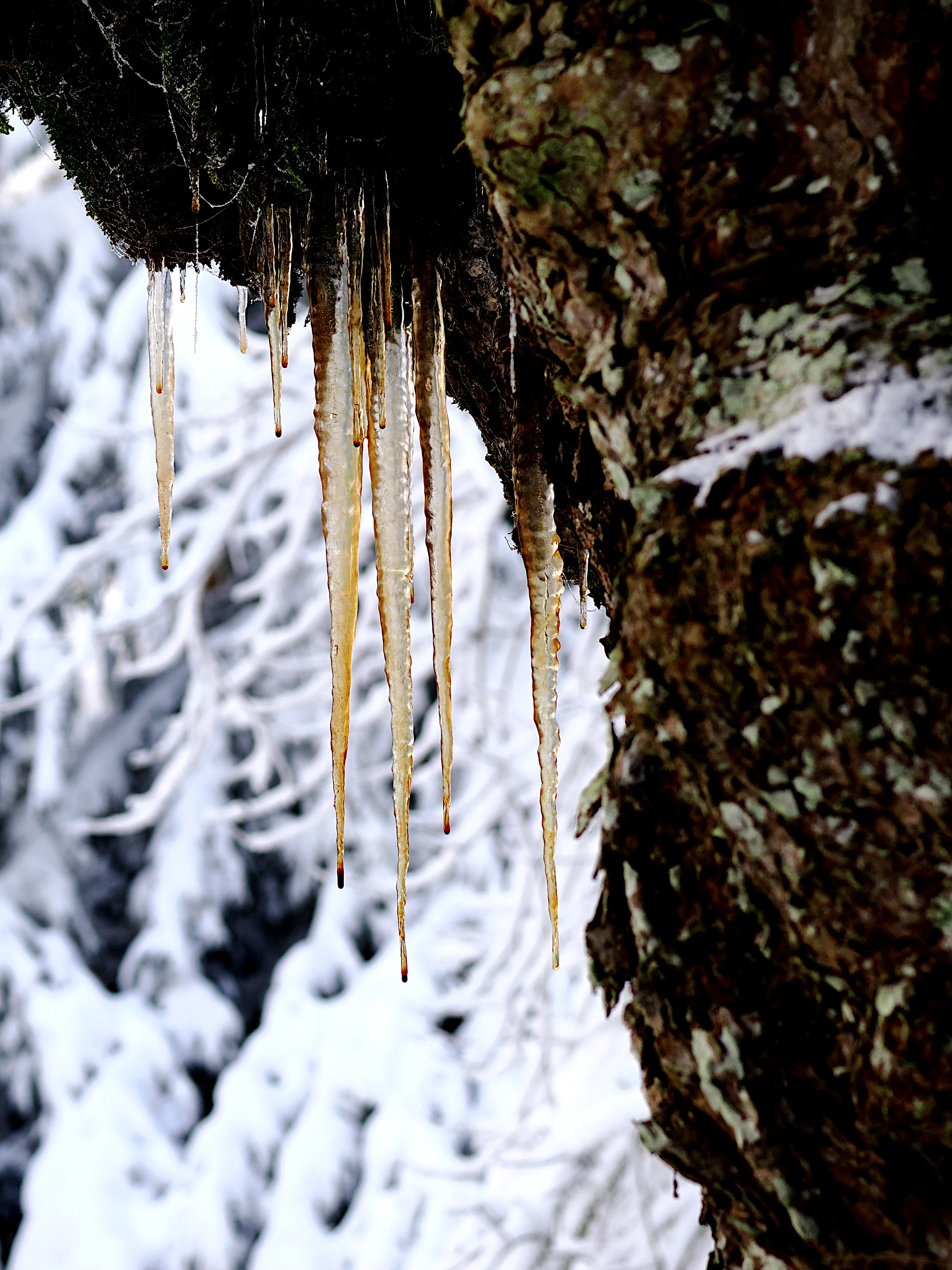 Strati di neve e libertà