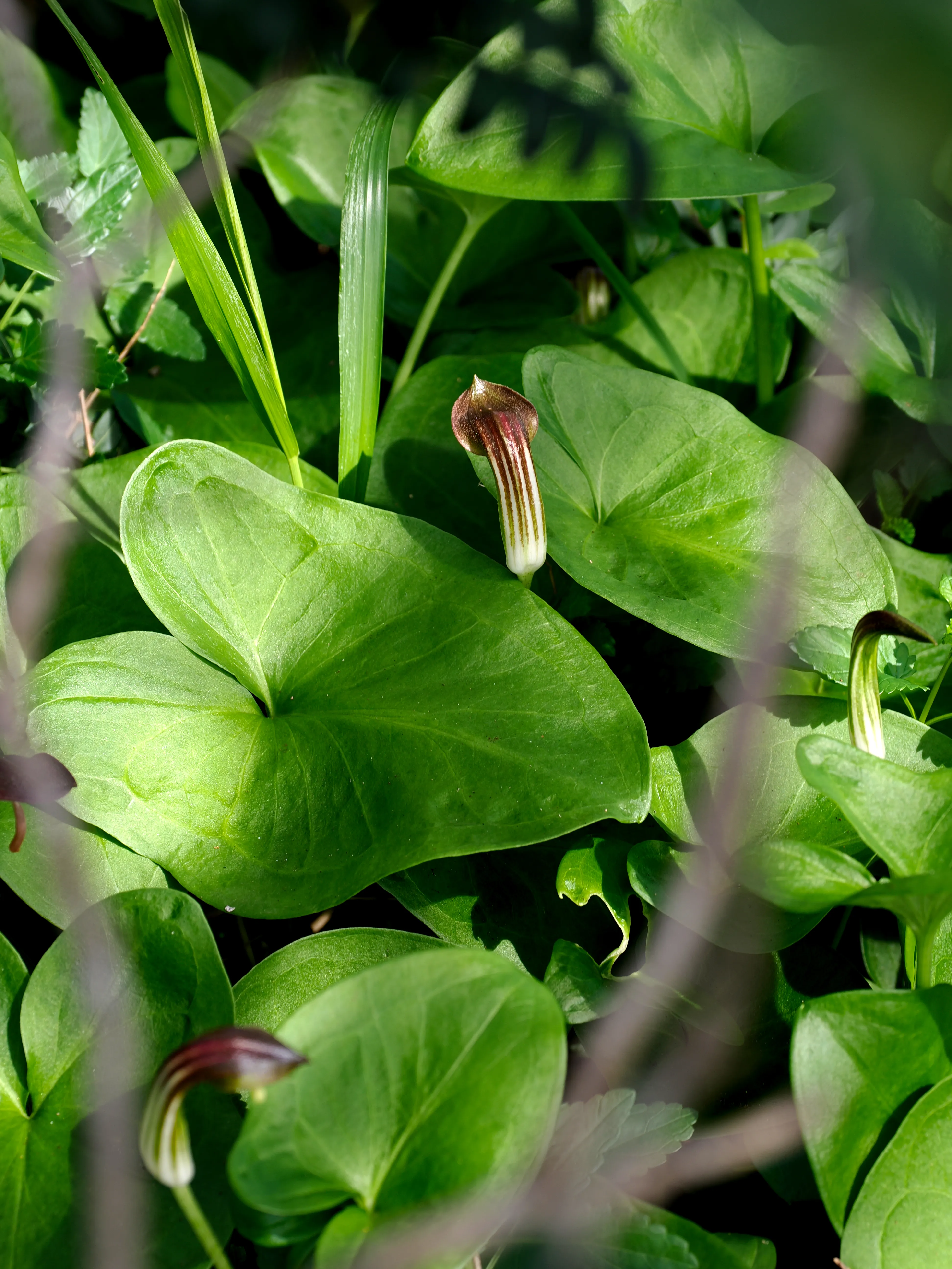 Sguardo a Levanzo. Fotografia del sentire
