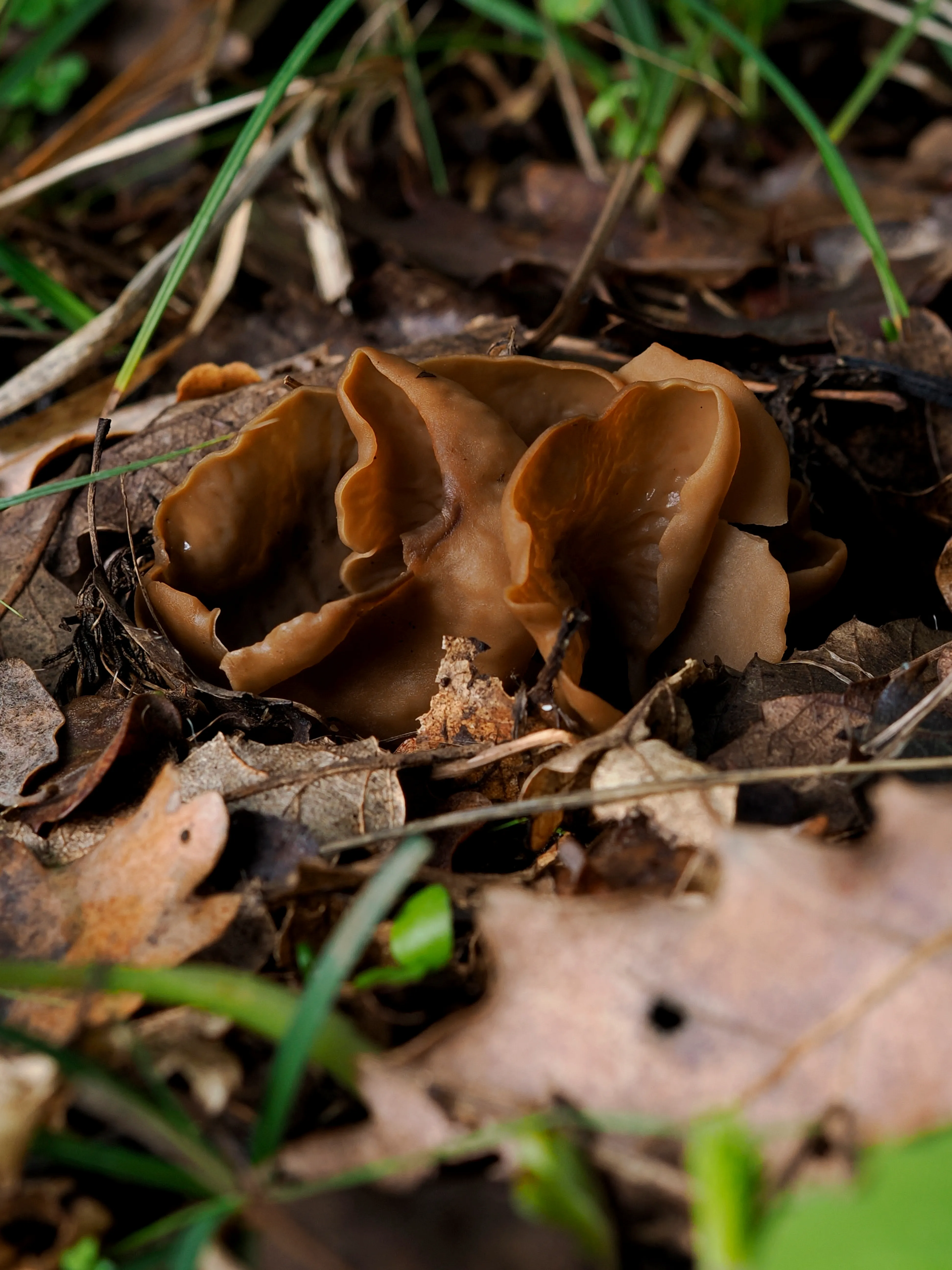Nel bosco di cerri. La natura che insegna e cresce