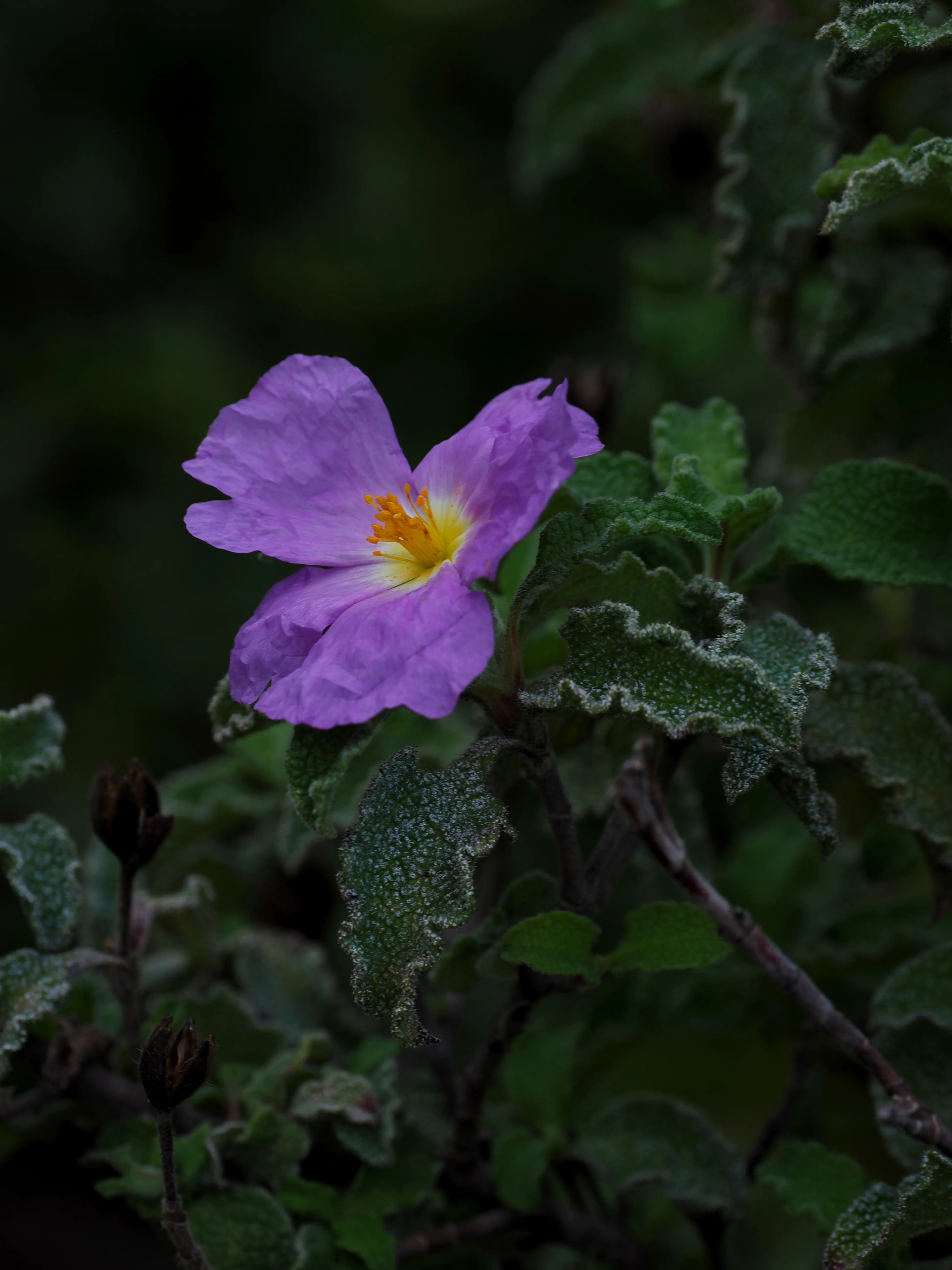 Respiro fiorito dell'autunno a Marettimo. Fotografia del sentire