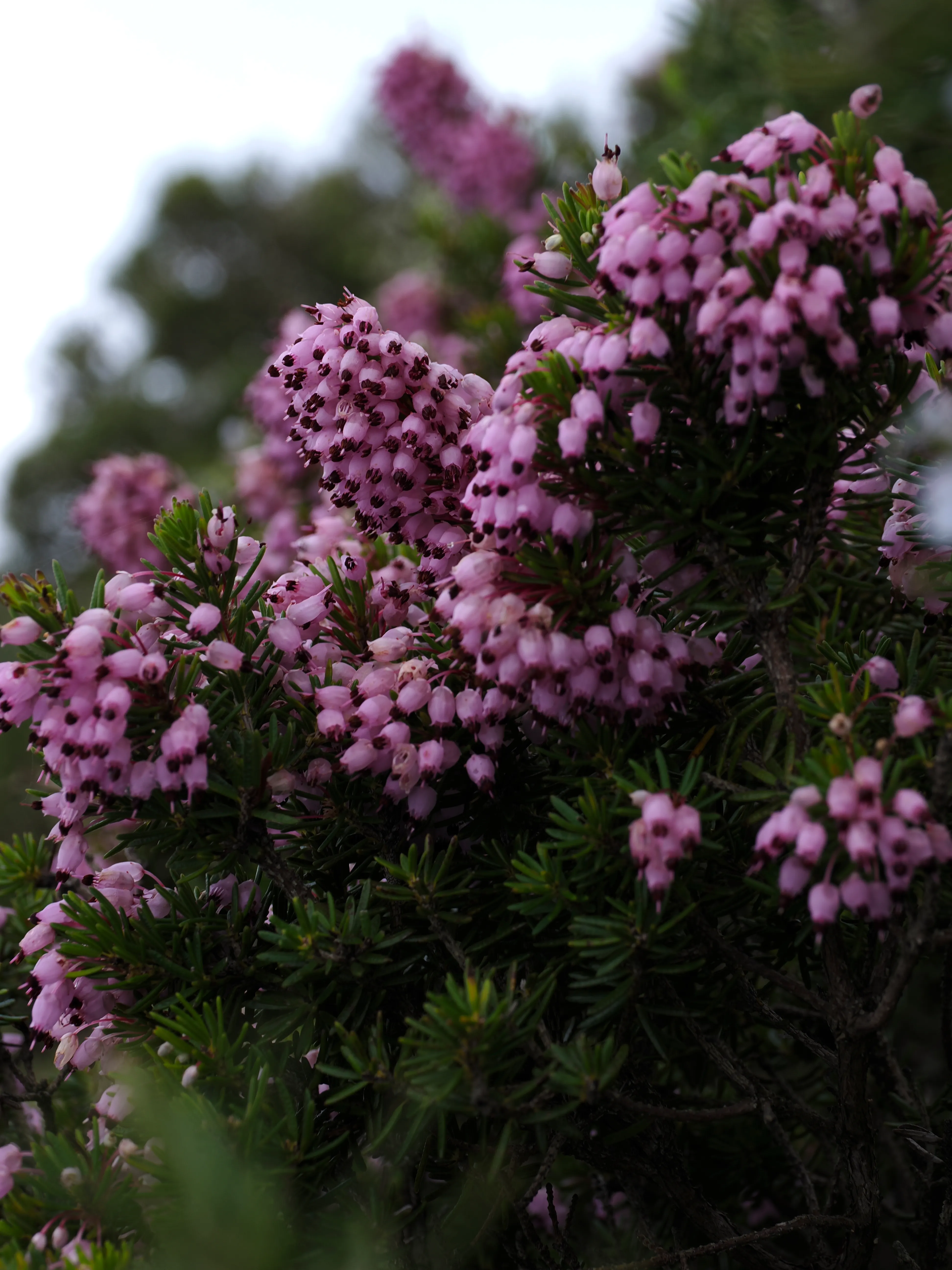 Respiro fiorito dell'autunno a Marettimo. Fotografia del sentire