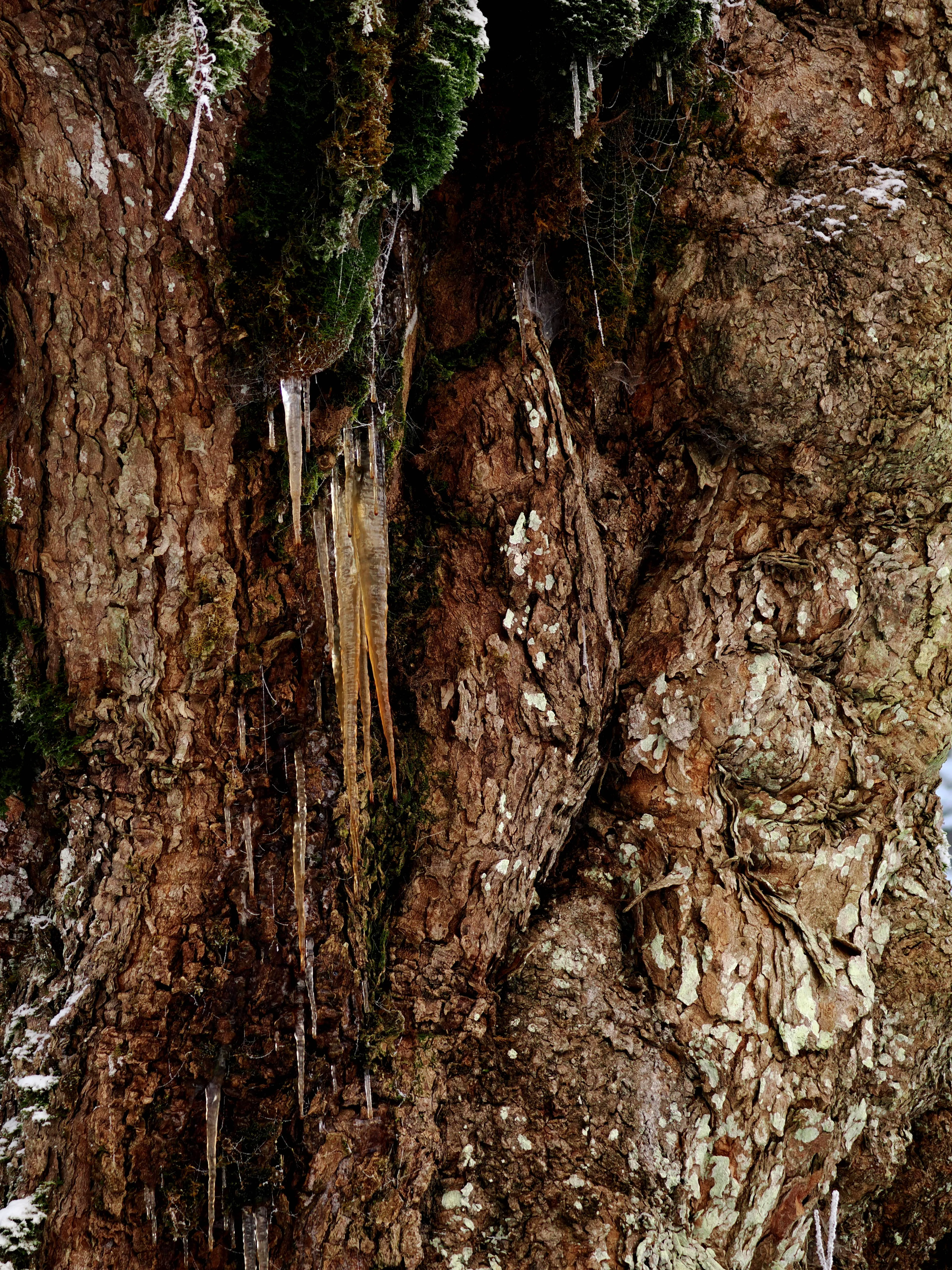 Strati di neve e libertà