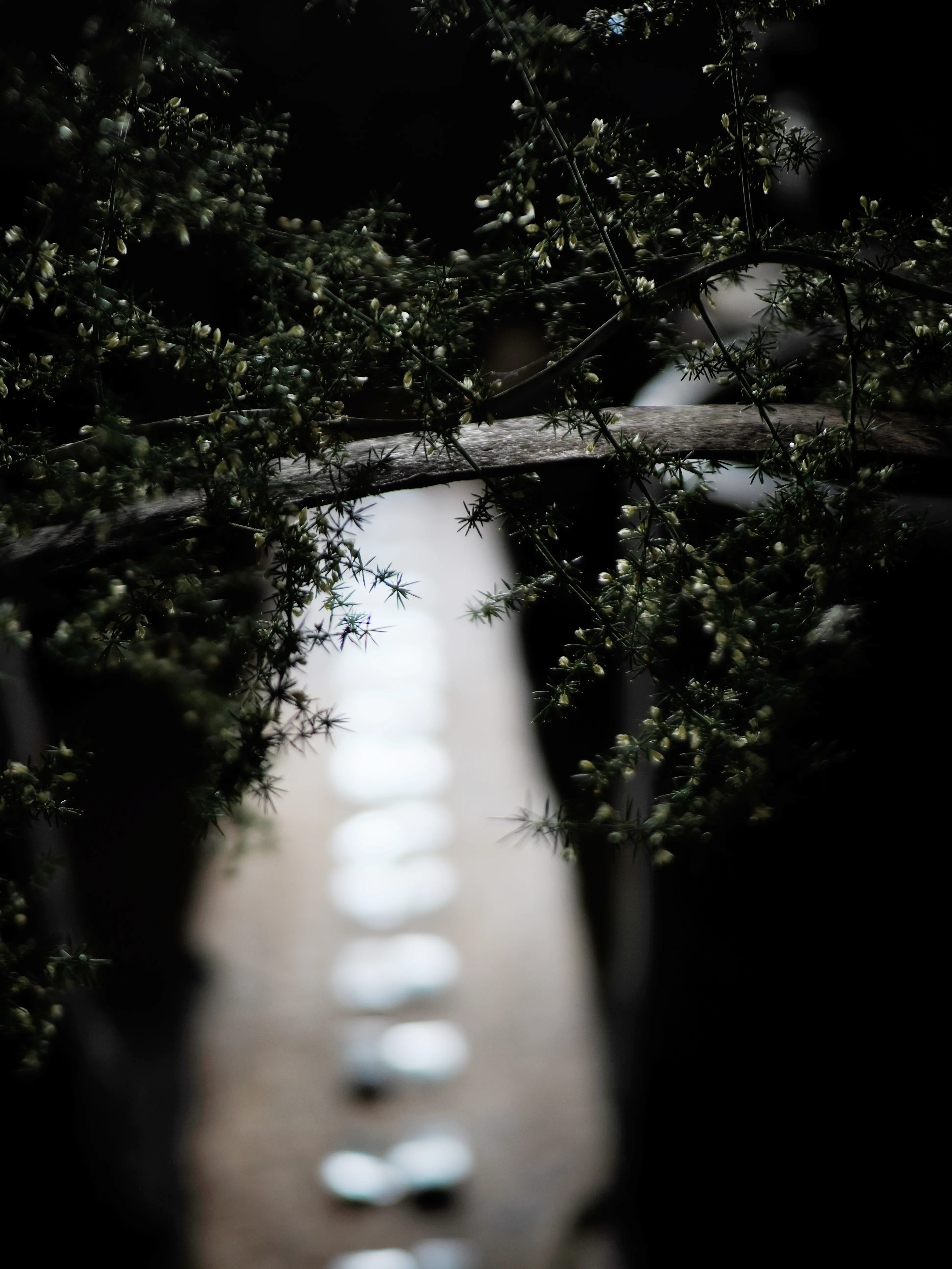 Régis Baudy. Lo chef artista e la sua poetica del vegetale.