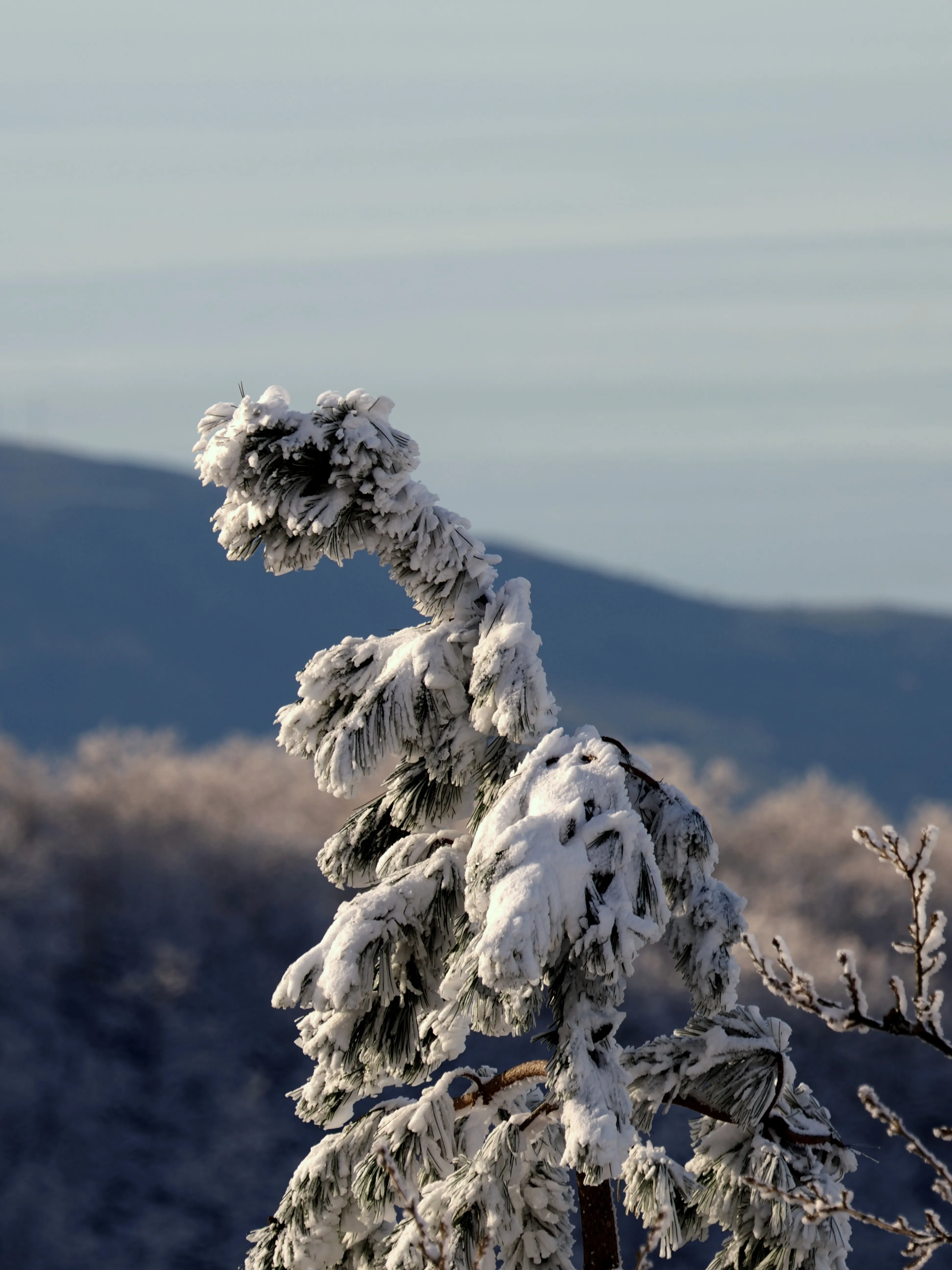 Strati di neve e libertà