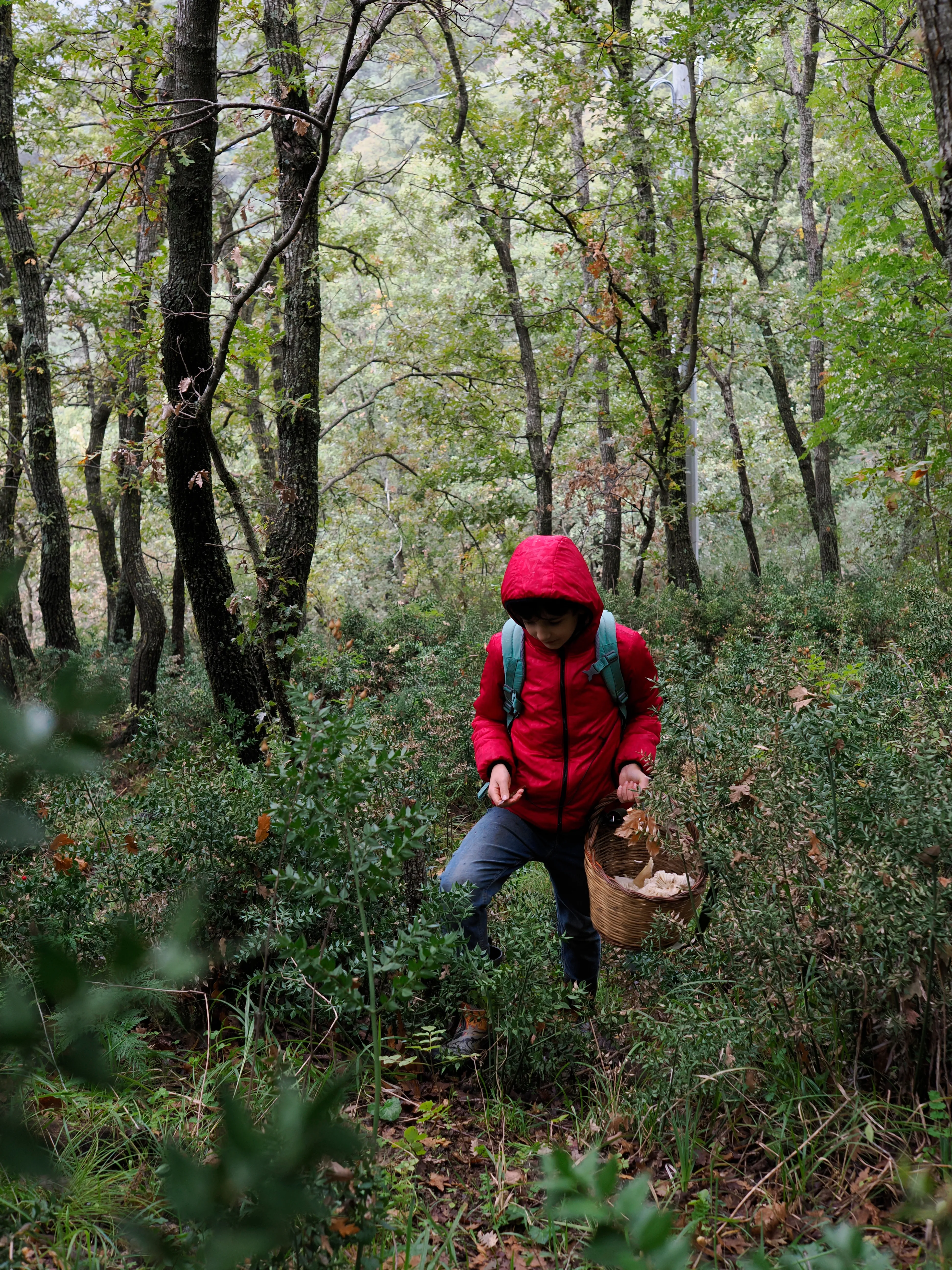 Nel bosco di cerri. La natura che insegna e cresce